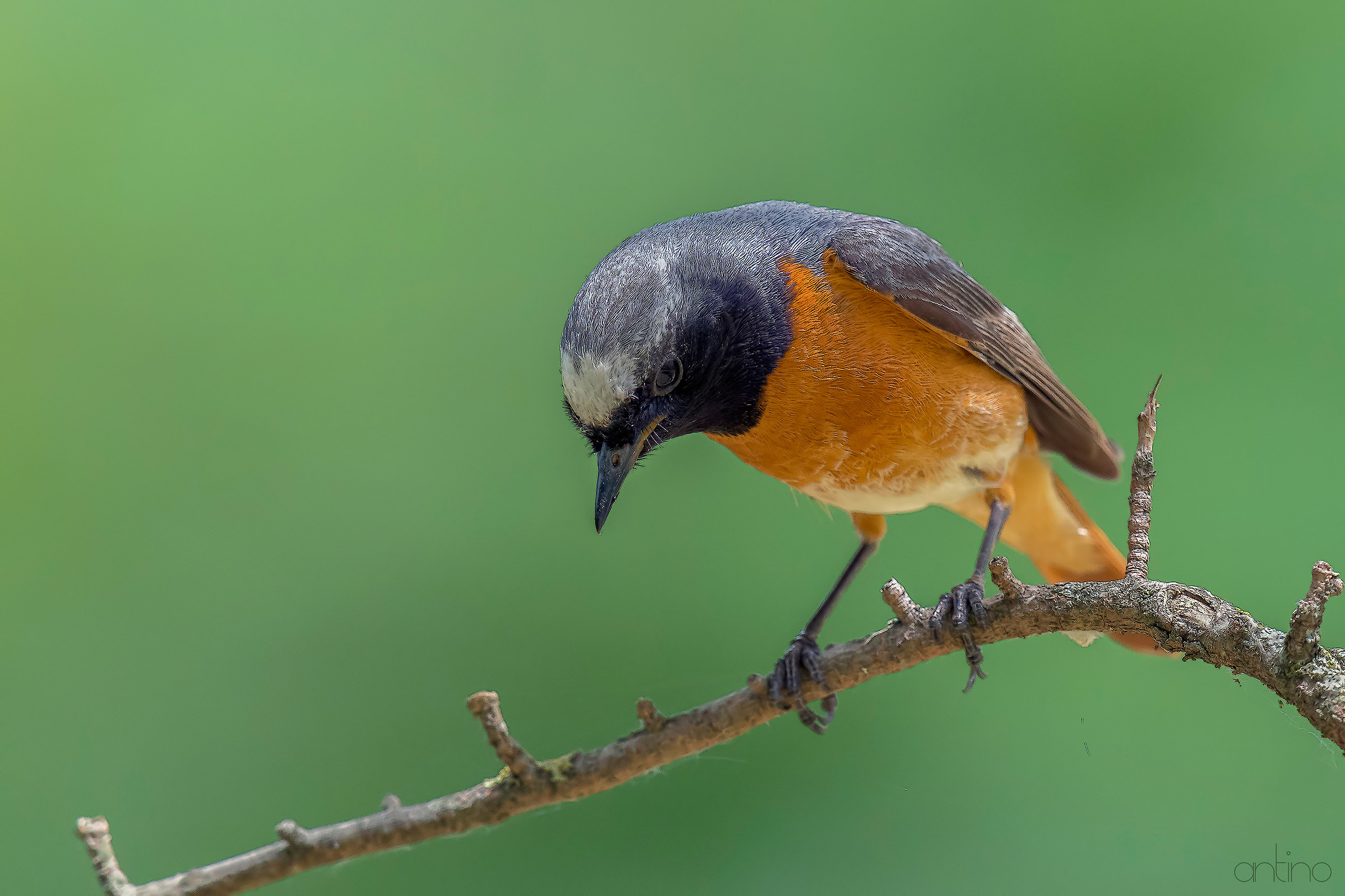 the redstart male 2