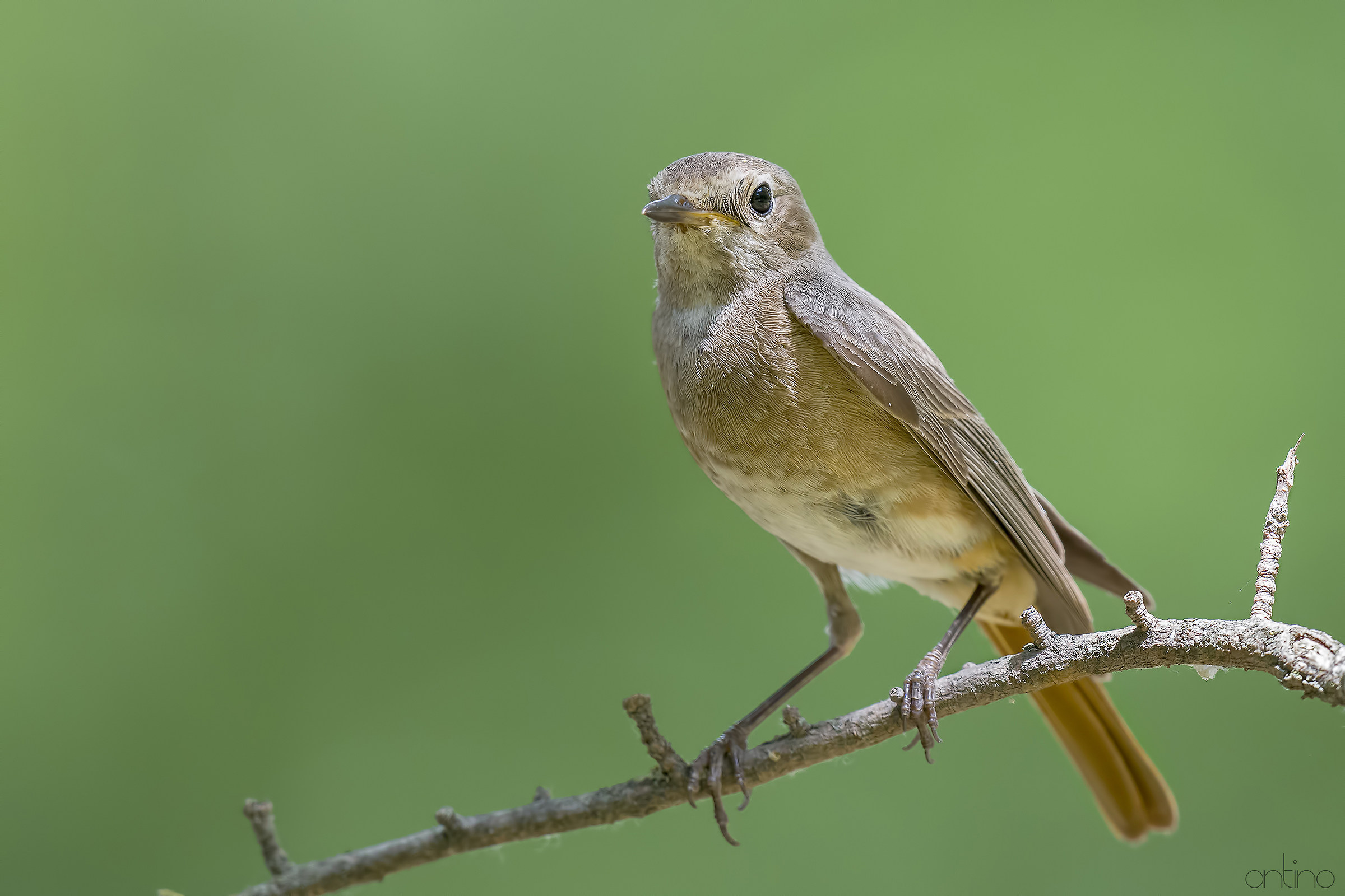 Female redstart