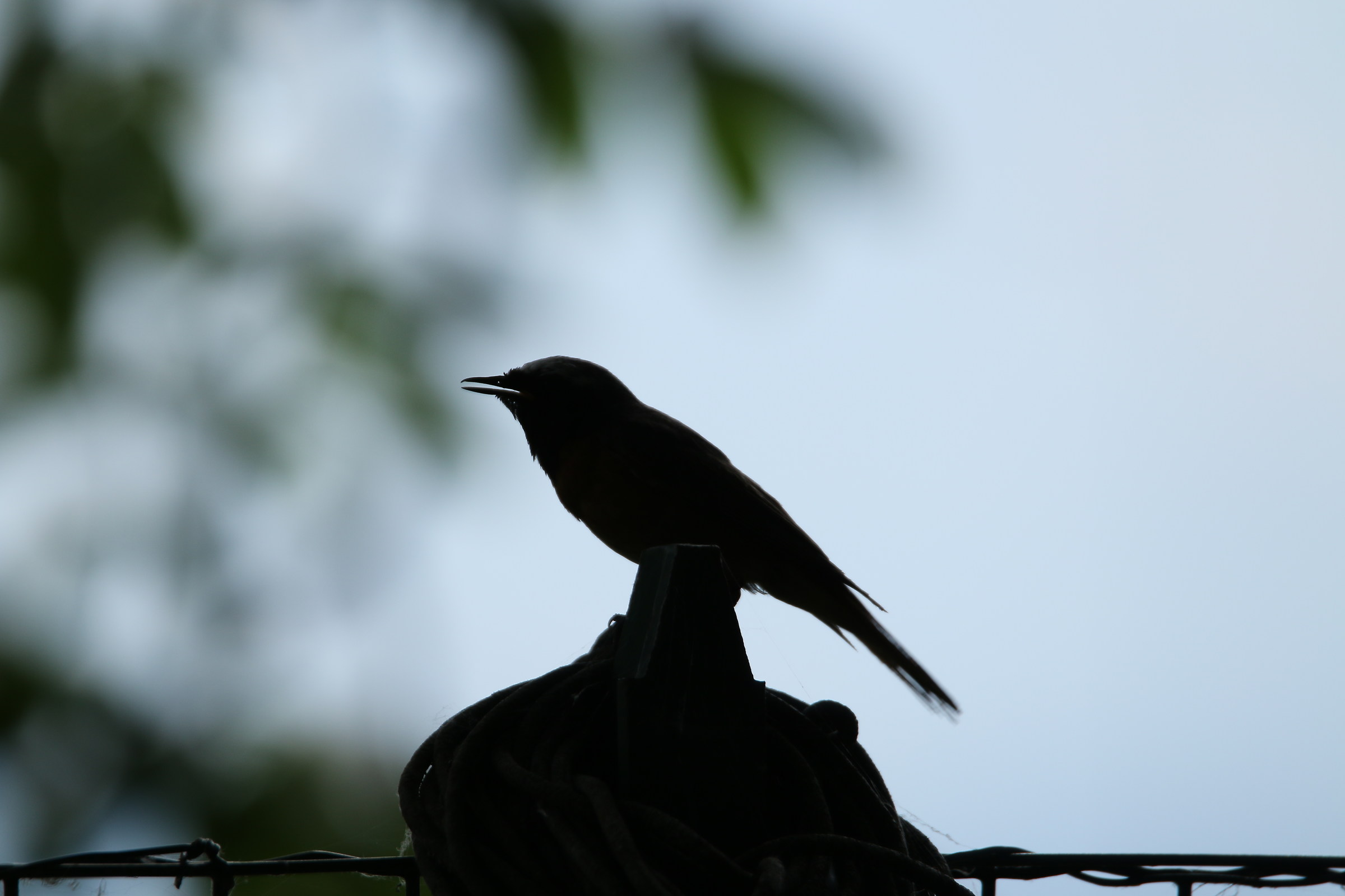 redstart in the shade