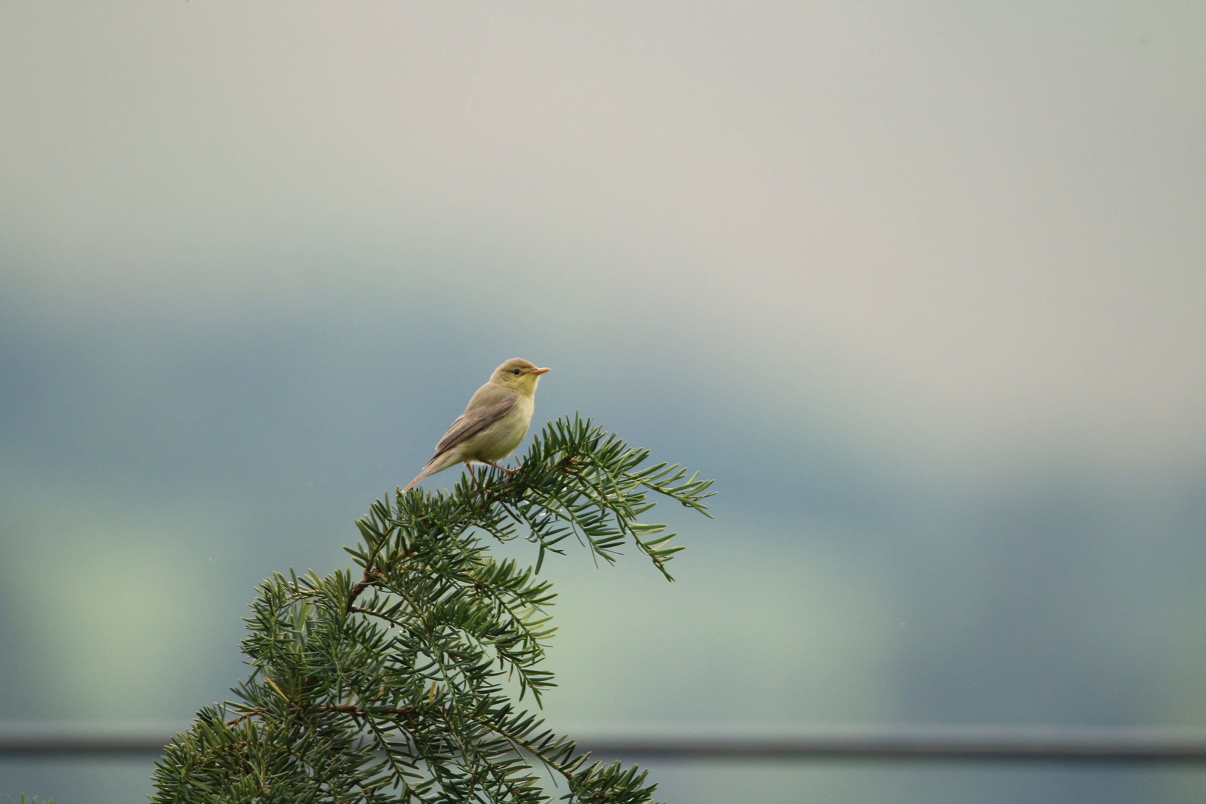 Chiffchaff