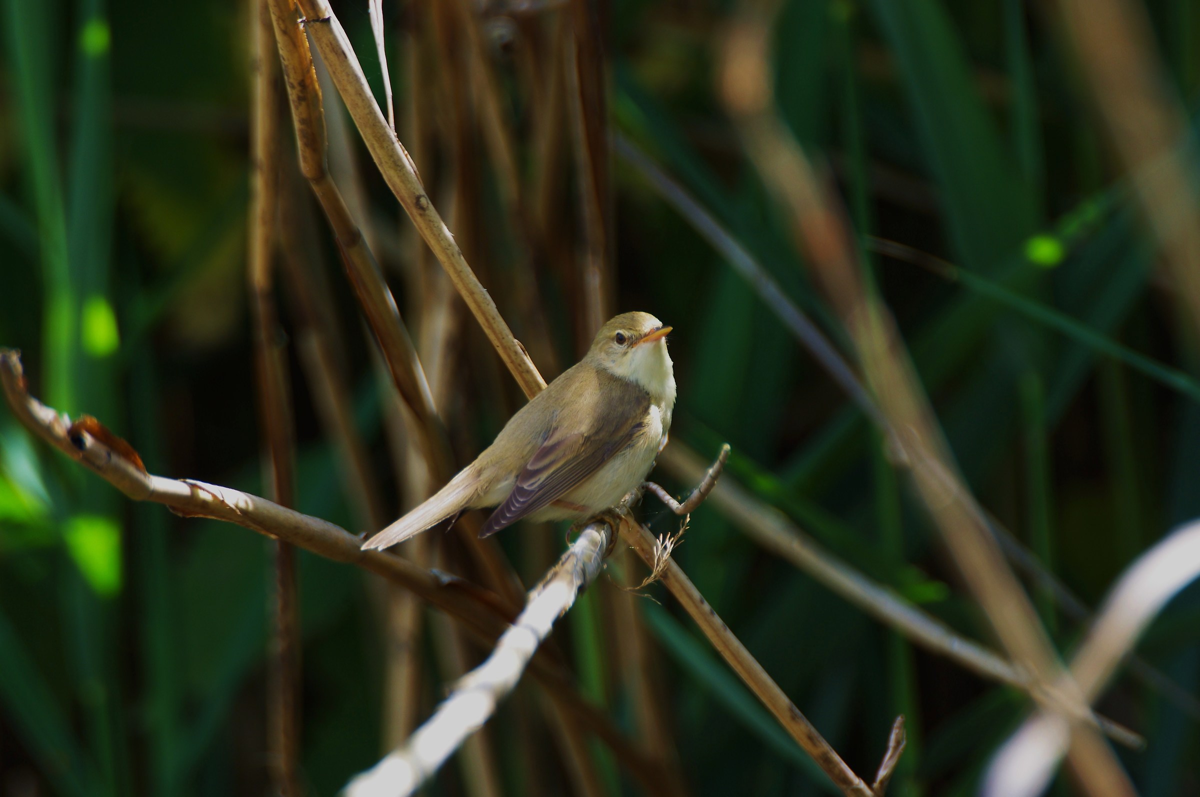Marsh Warbler