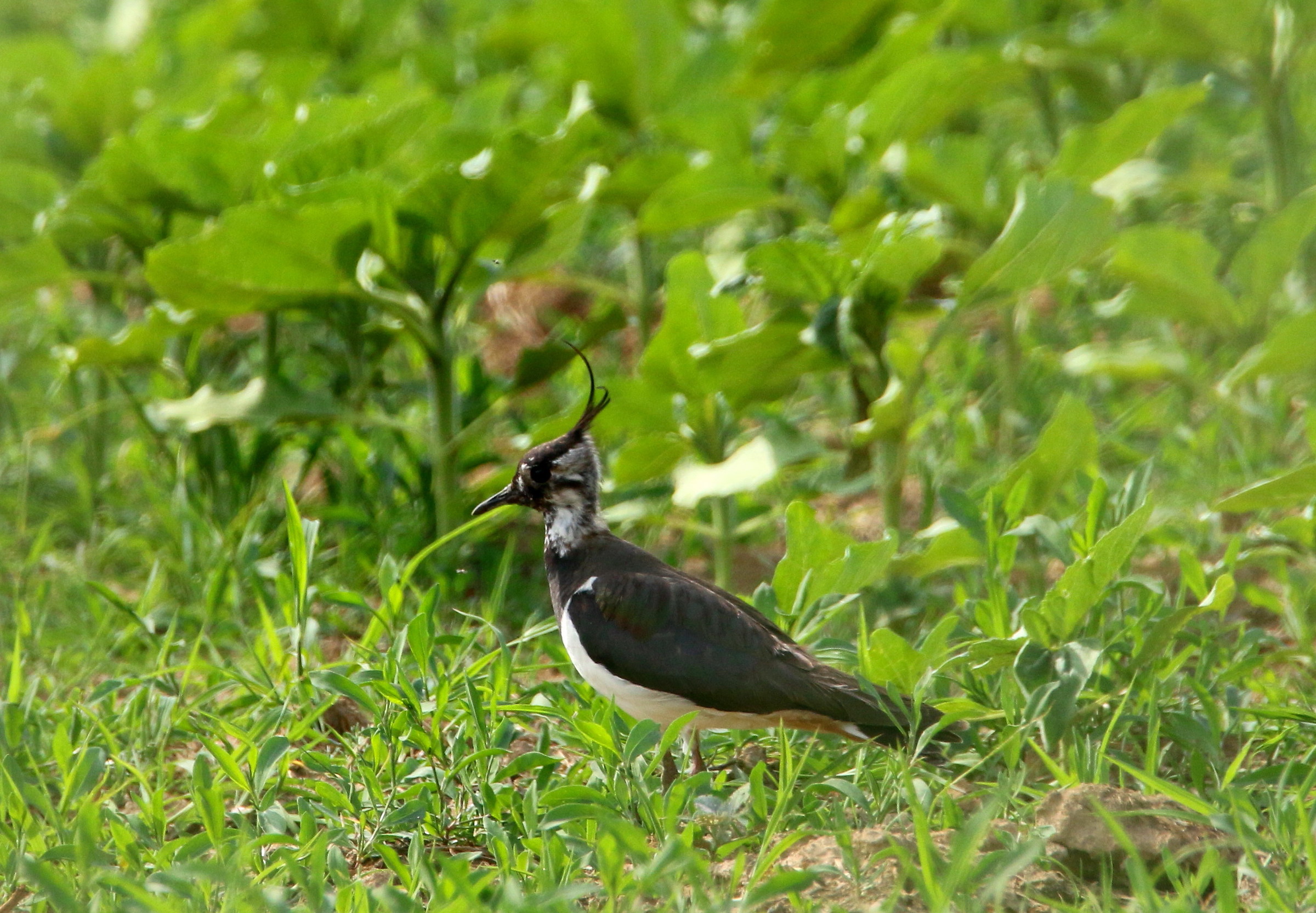 lapwing