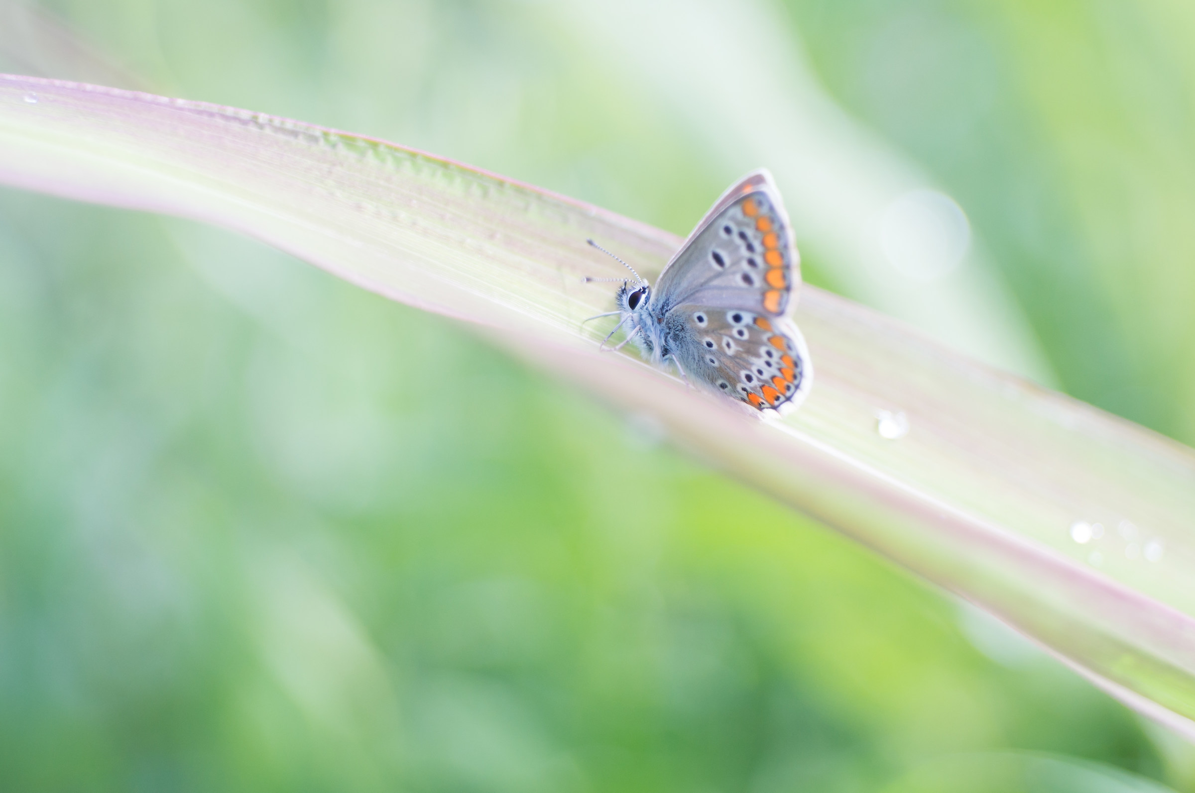 plebejus princely
