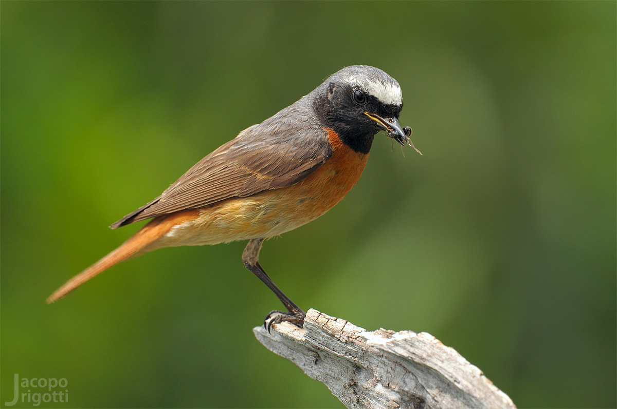 Codirosso (Phoenicurus phoenicurus) maschio