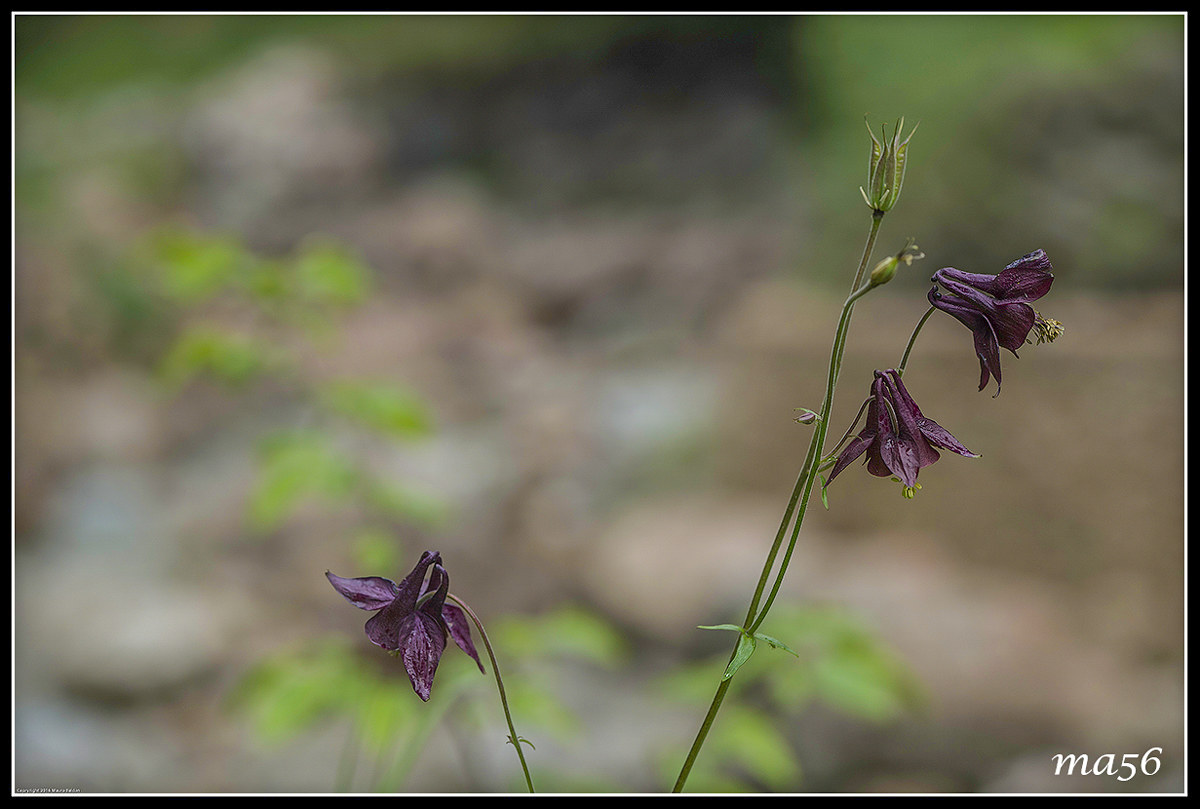 aquilegia atrata