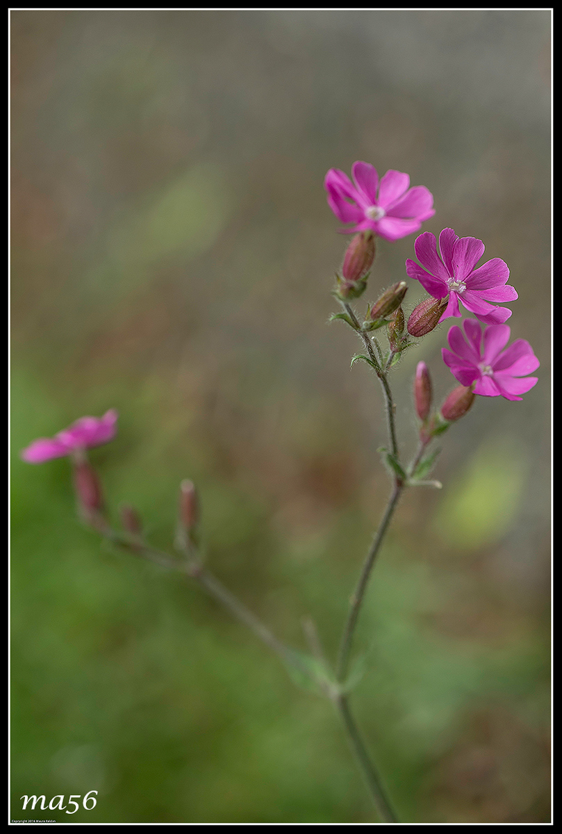 silene dioica