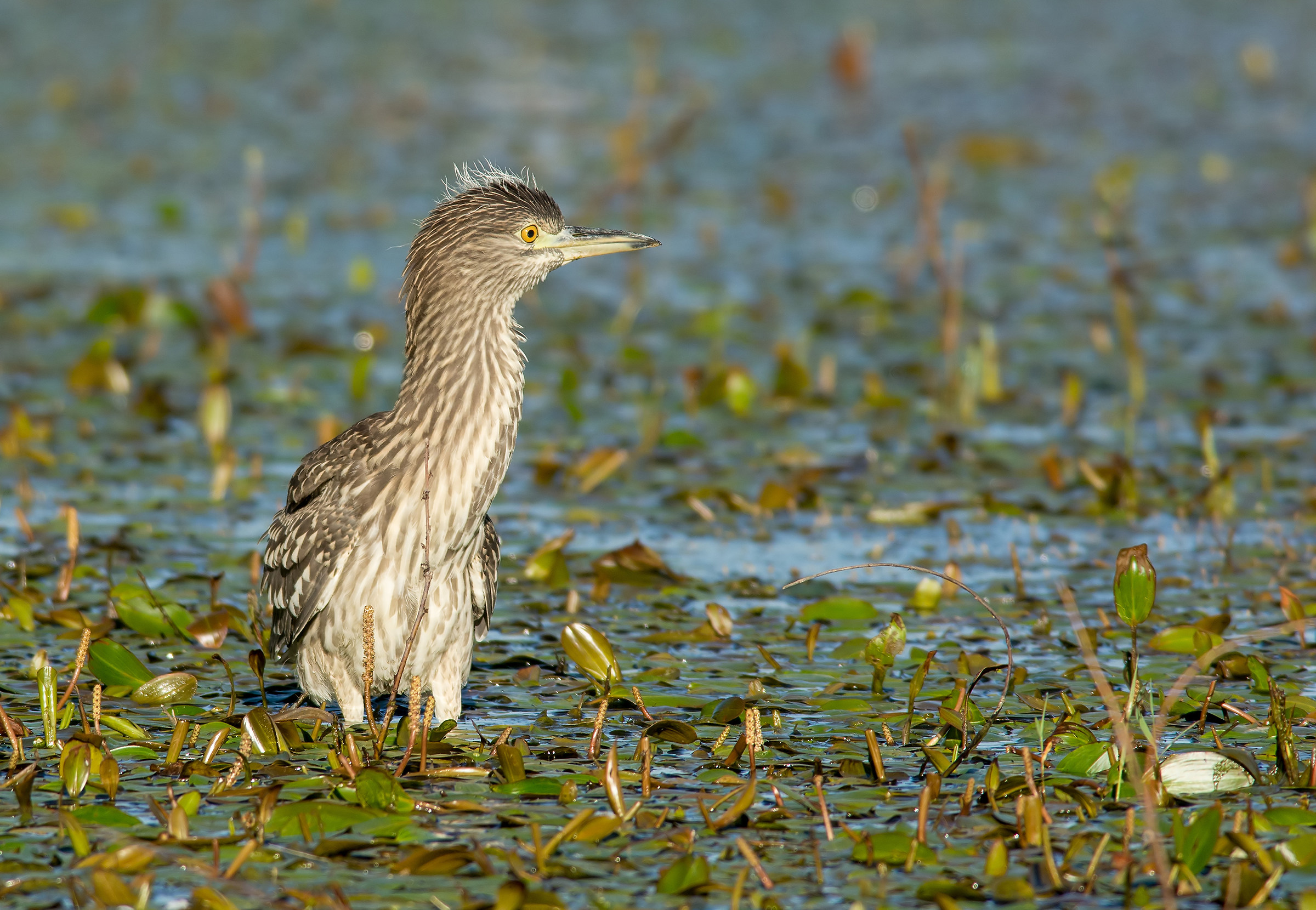 Night Heron (juv.)