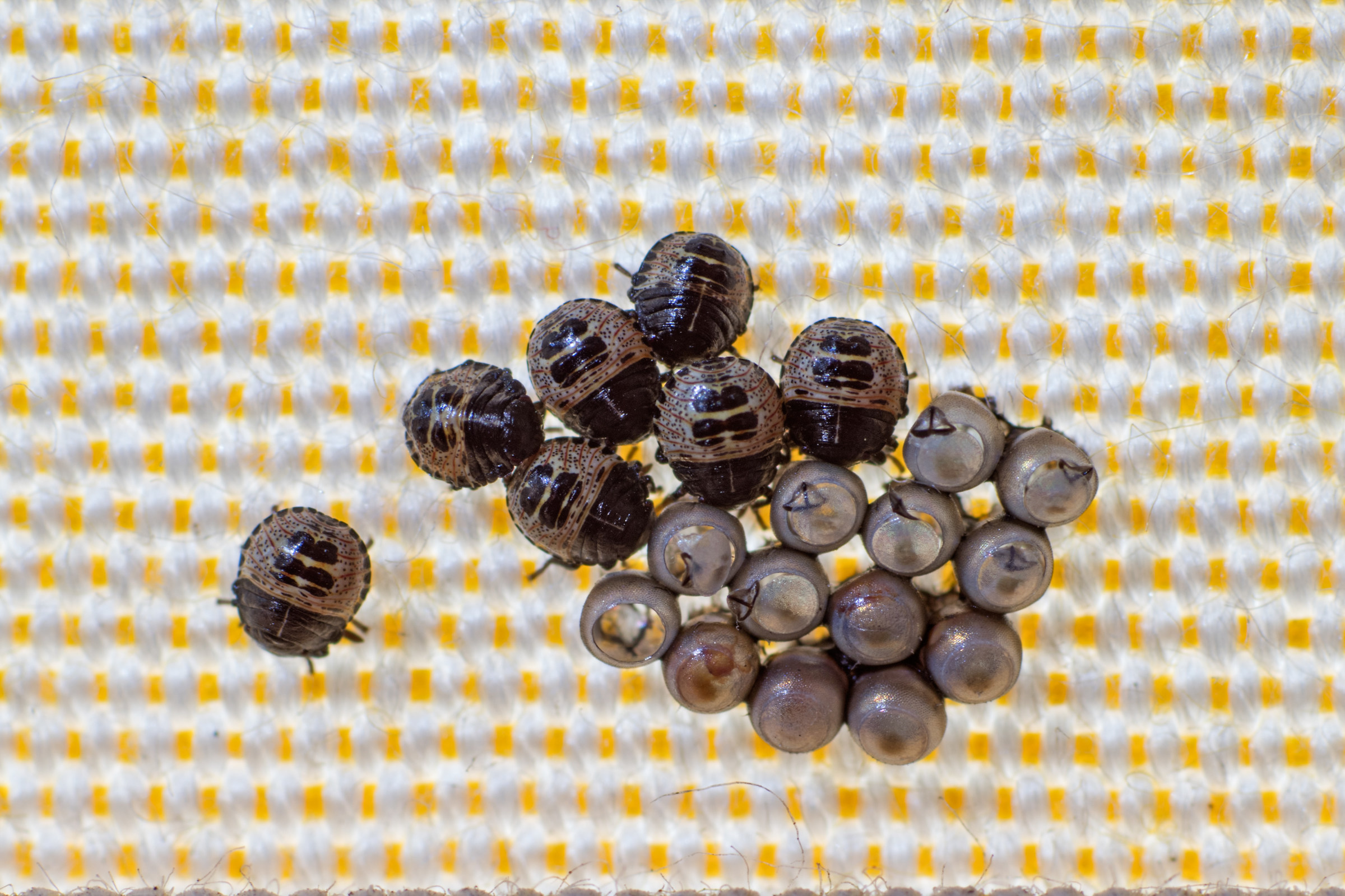 Hatching eggs do not know what insect