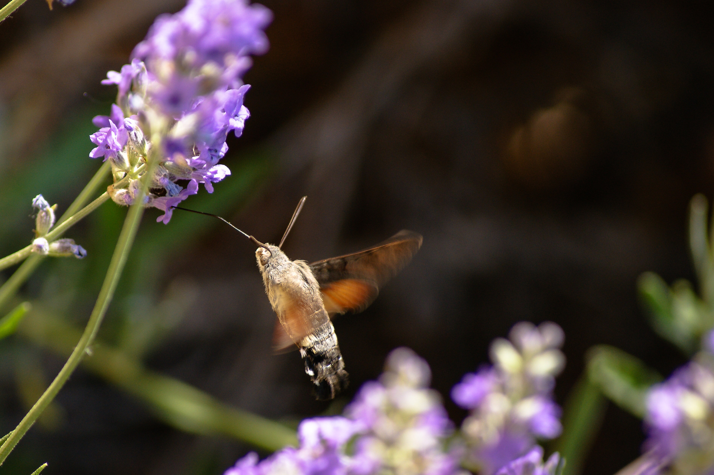 operai in giardino 1
