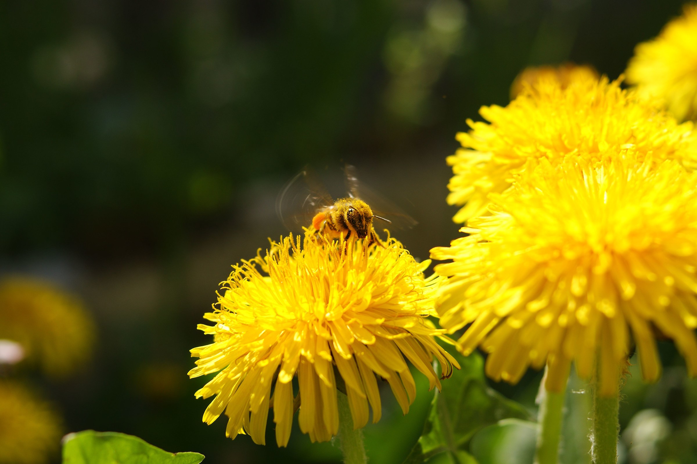 workers in the garden 2