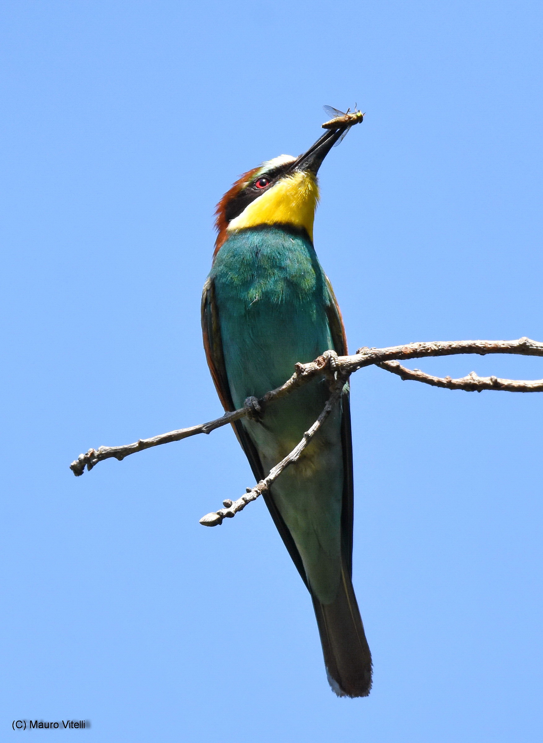 Bee-eater with prey