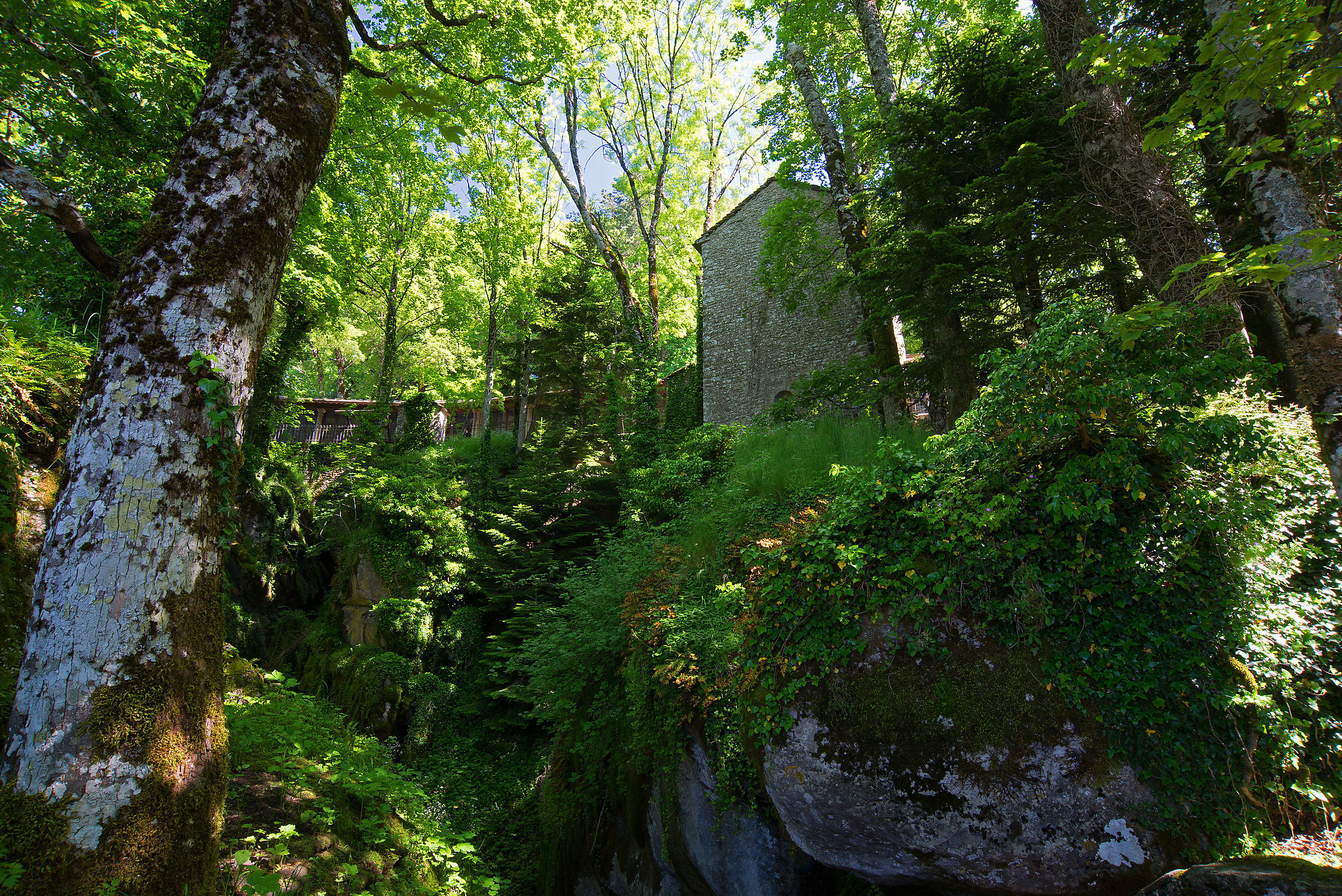 La vegetazione prende il sopravvento