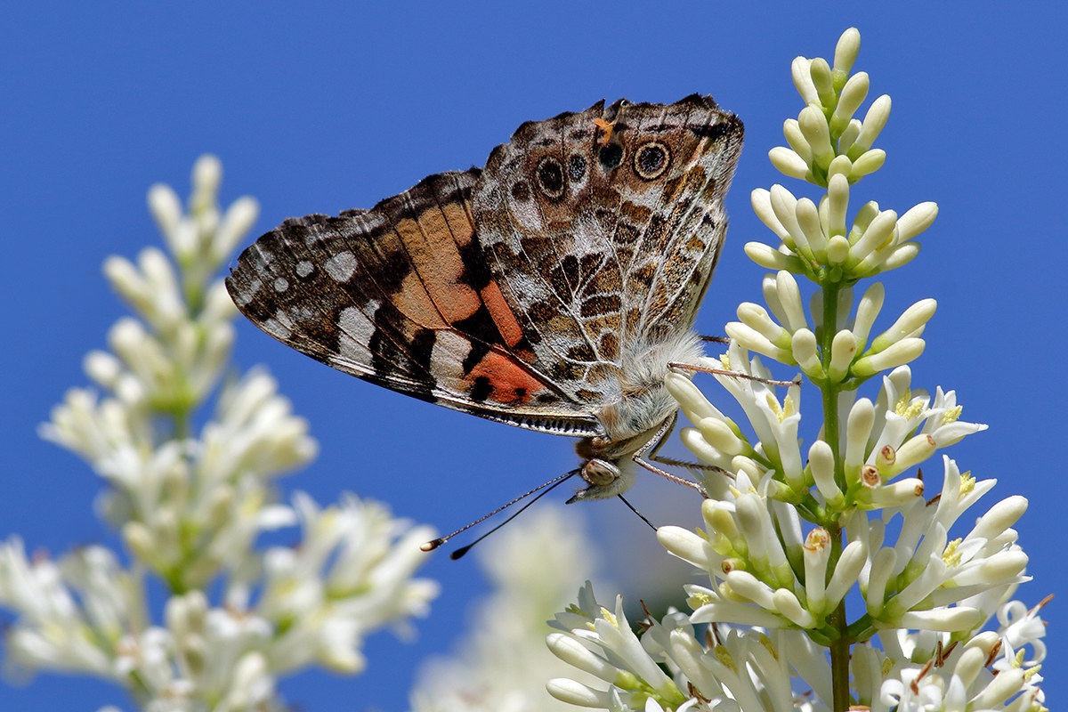 Vanessa atalanta
