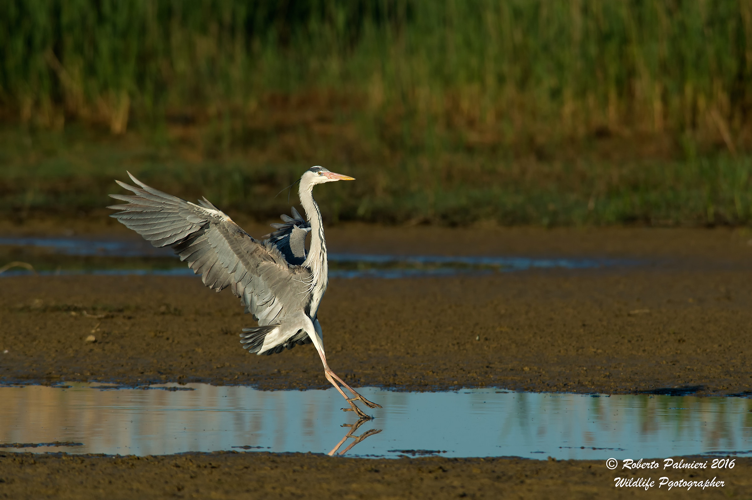 Grey Heron (Ardea cinerea)