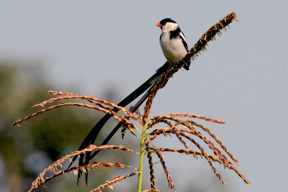 Pin-tailed Whydah - Vidua macroura