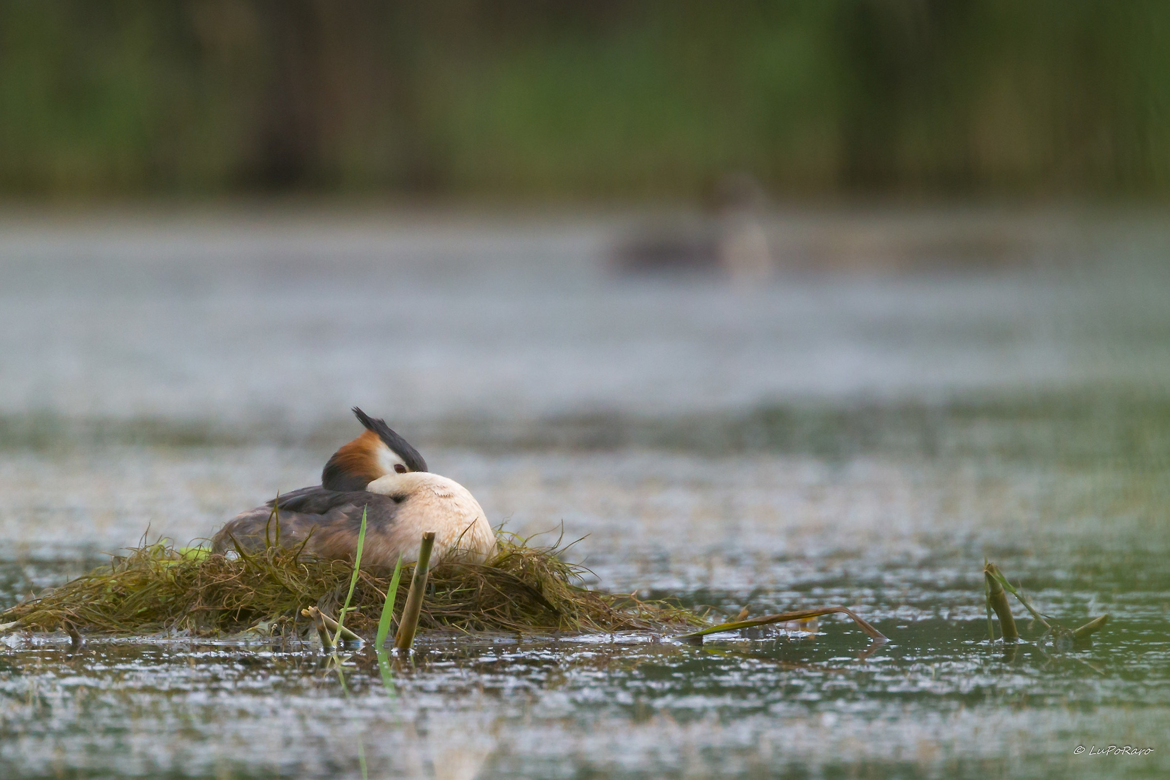 Svasso maggiore in cova