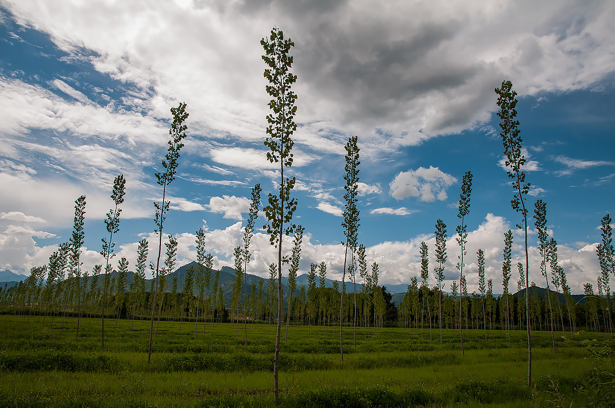 ... Poplars in rows ..