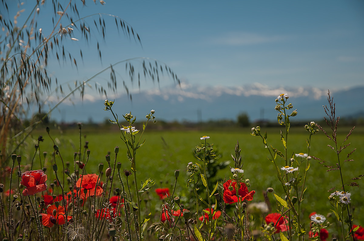Poppies on .... Face ..