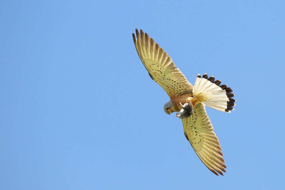 Lesser Kestrel with prey