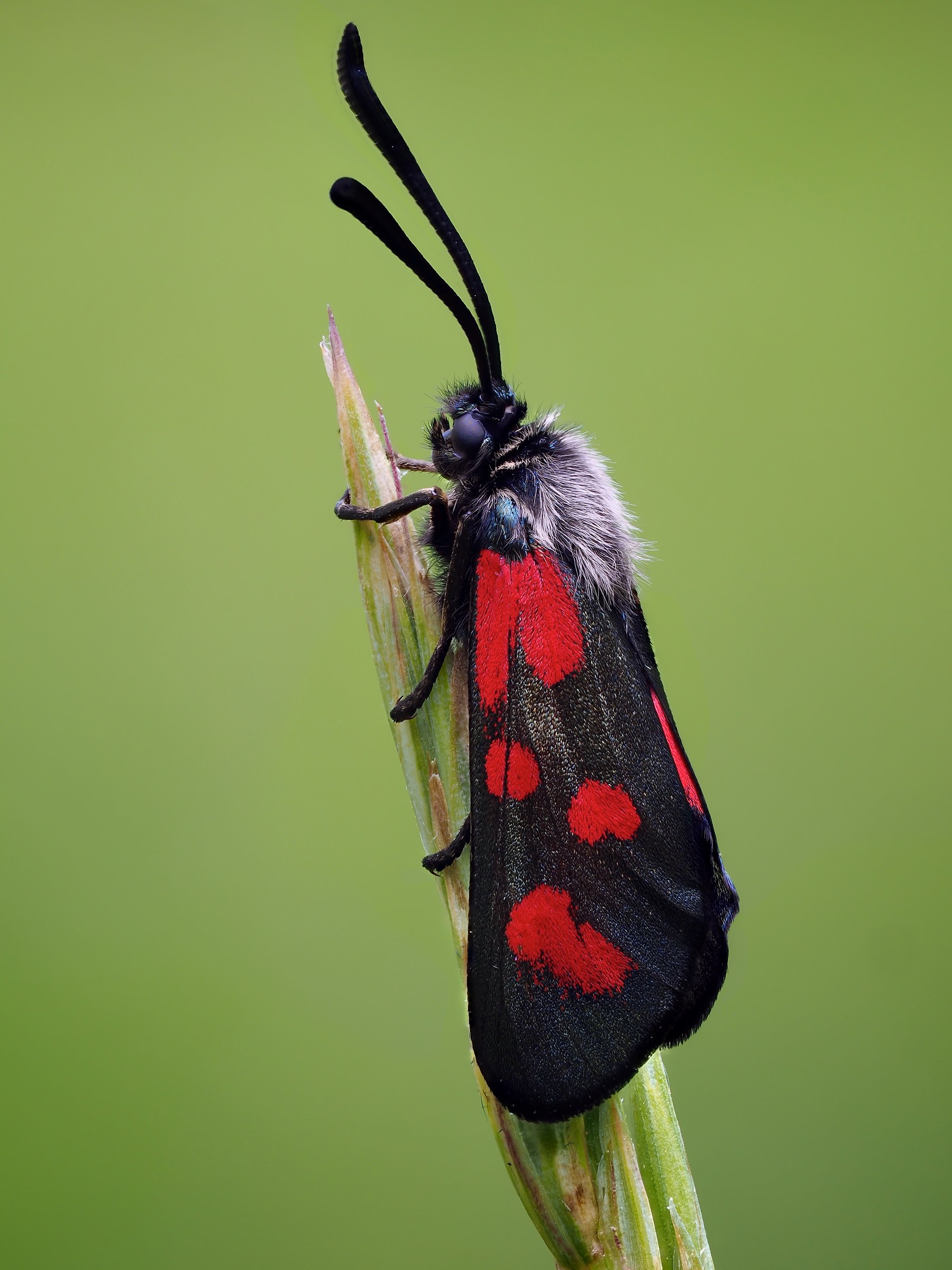 Zygaena filipendulae 1