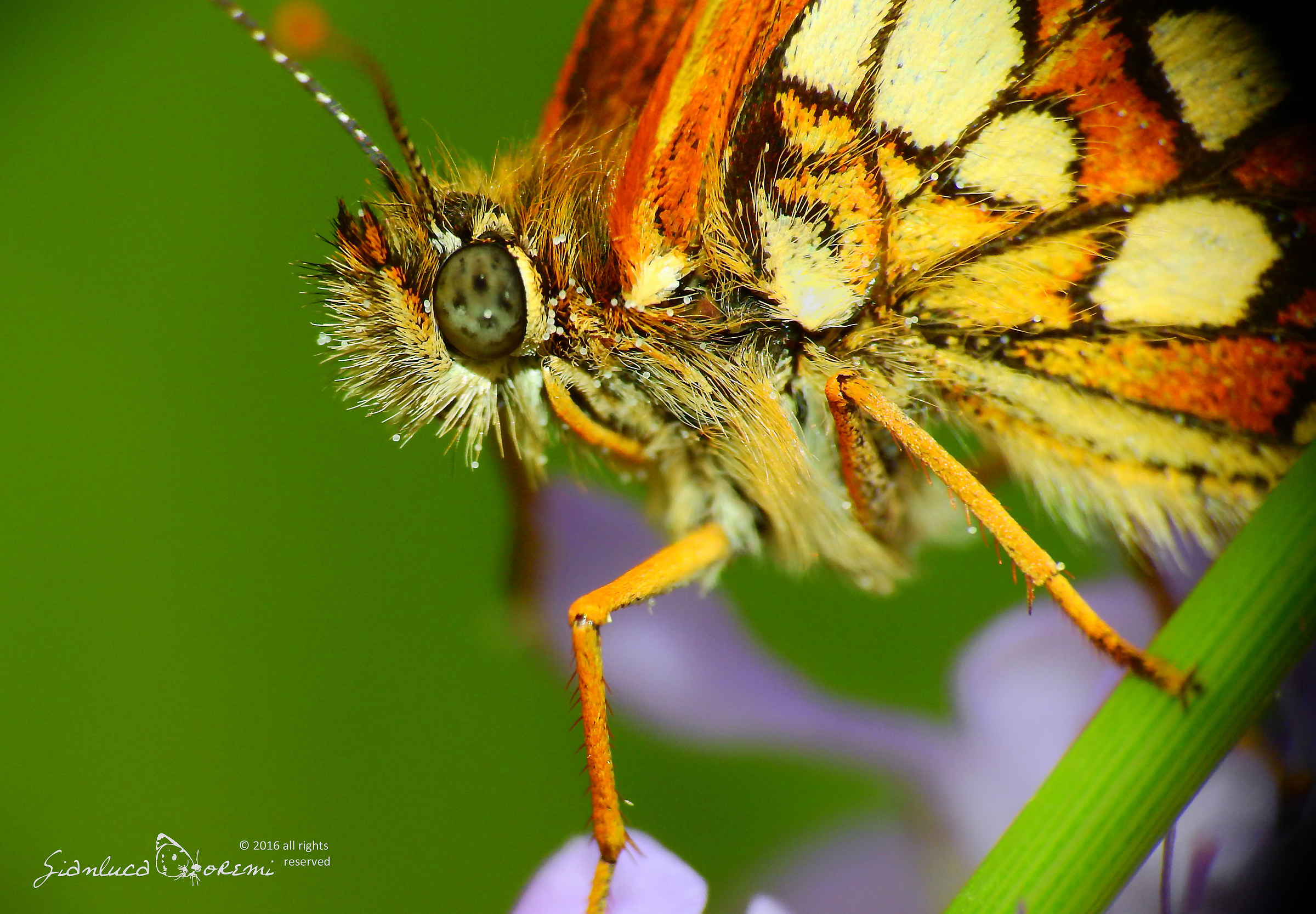 Melitaea athalia (Rottemburg, 1775)