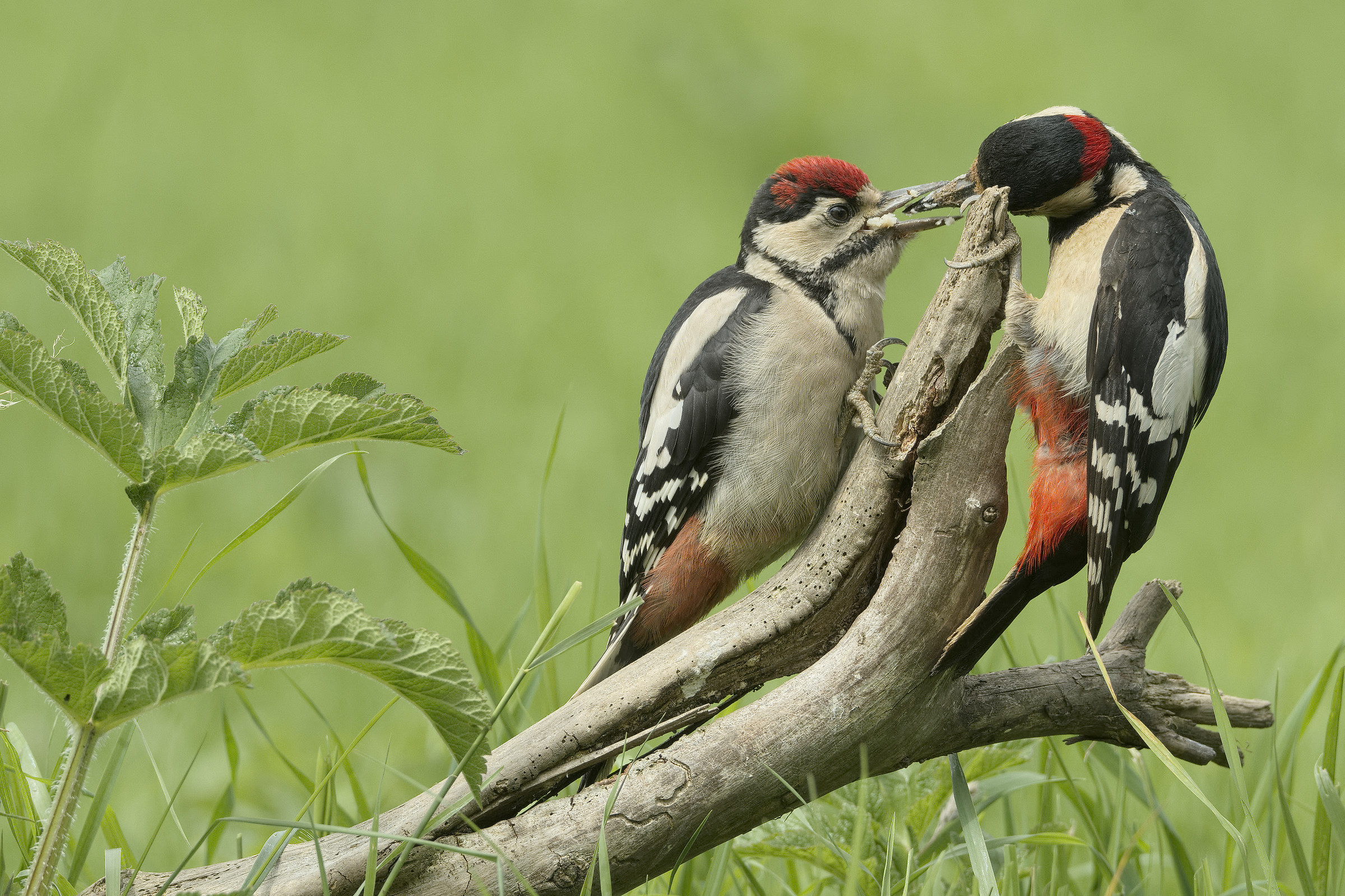 Juvenile Great Spotted Woodpecker and father