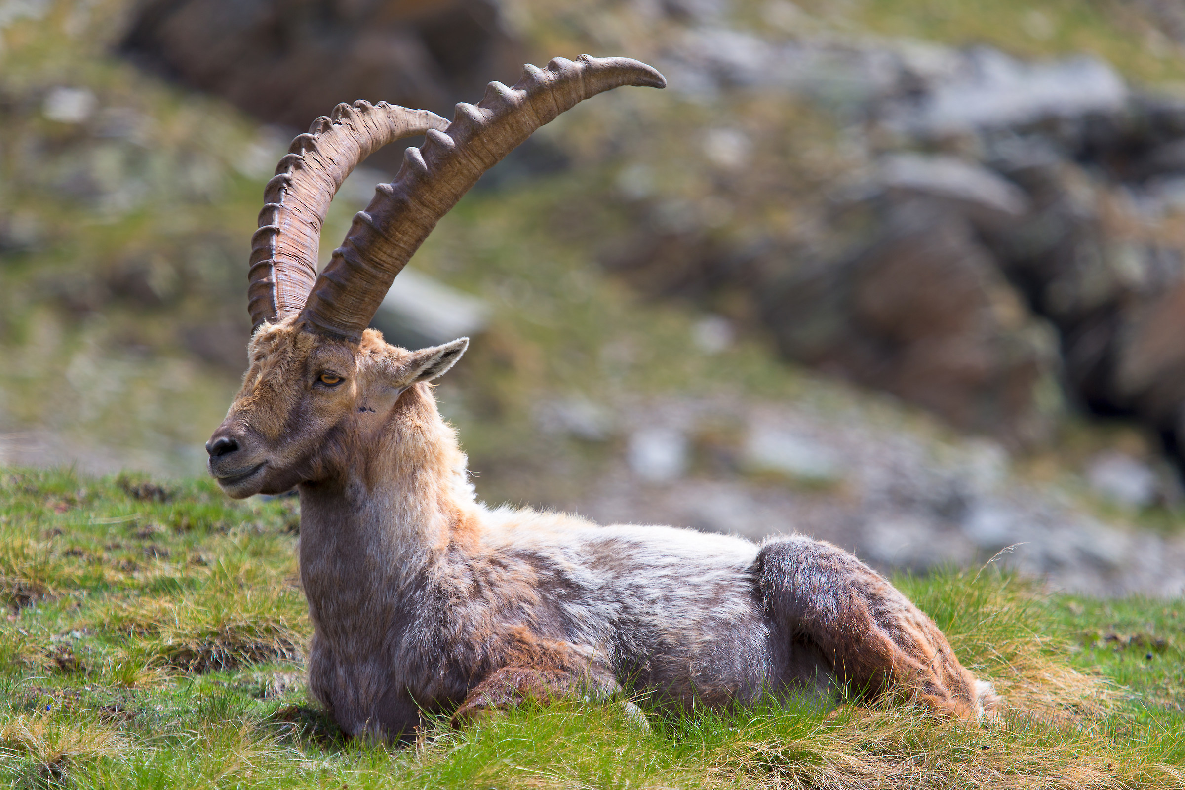 Ibex