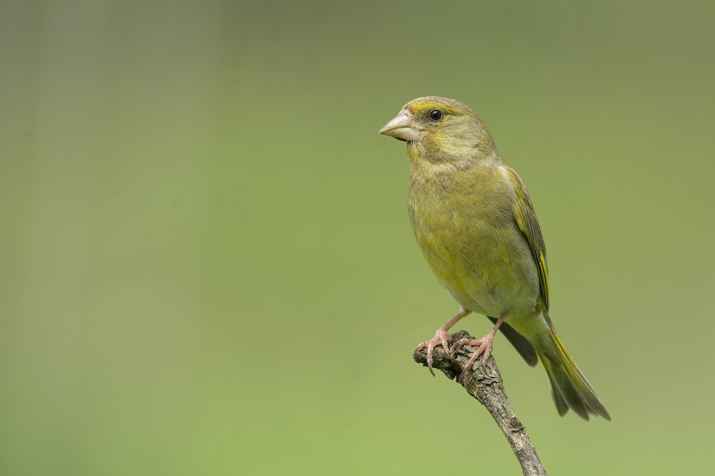 Greenfinch - I