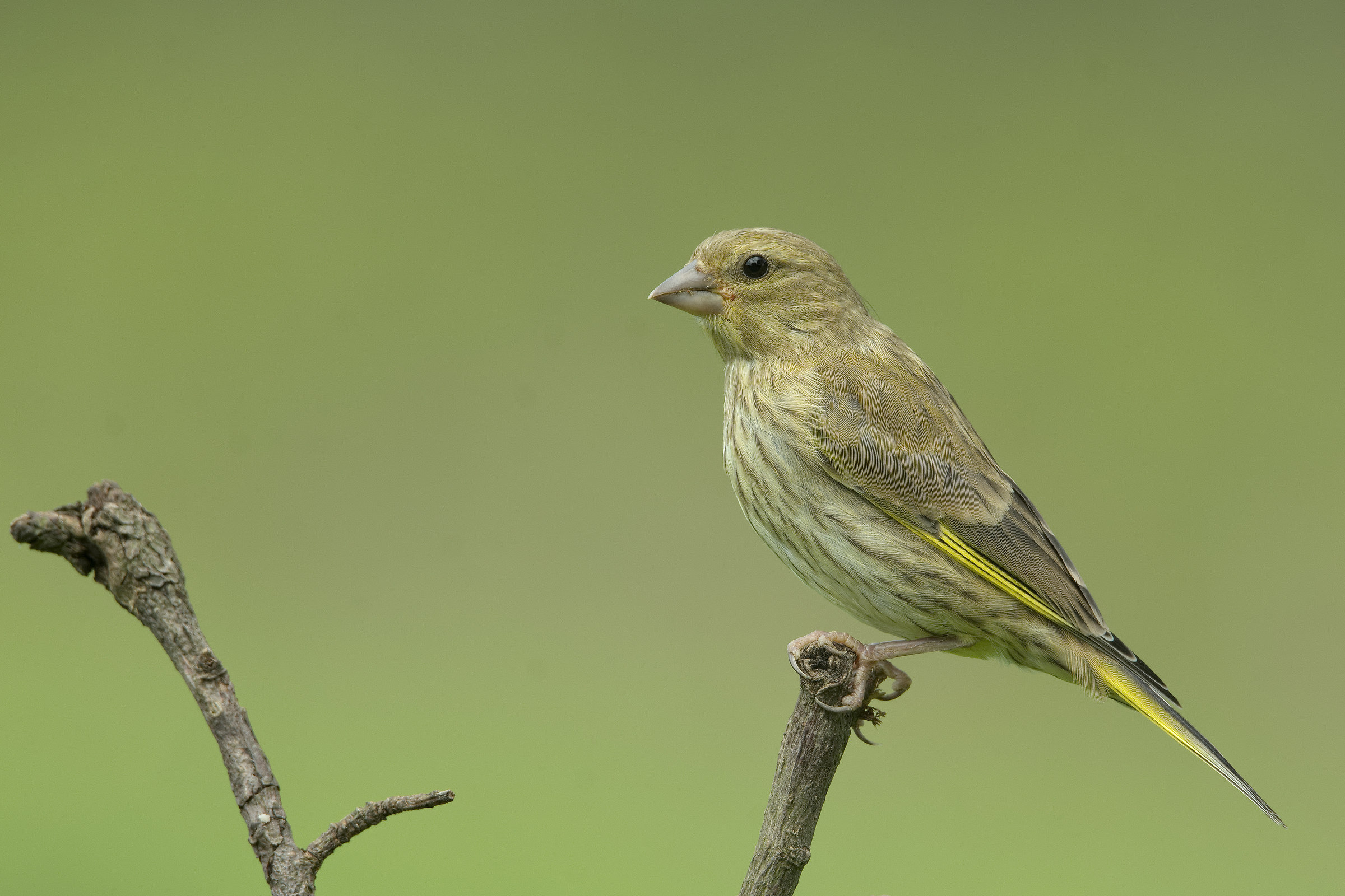 Juvenile Greenfinch