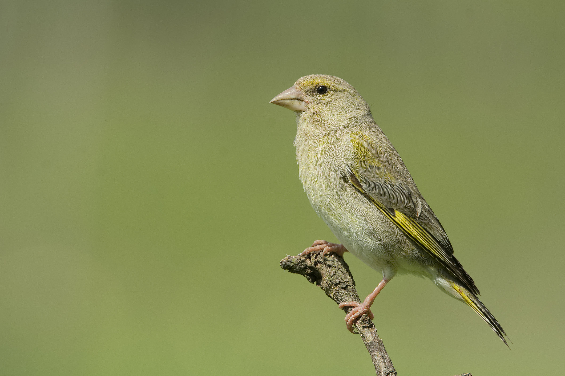 Female Greenfinch