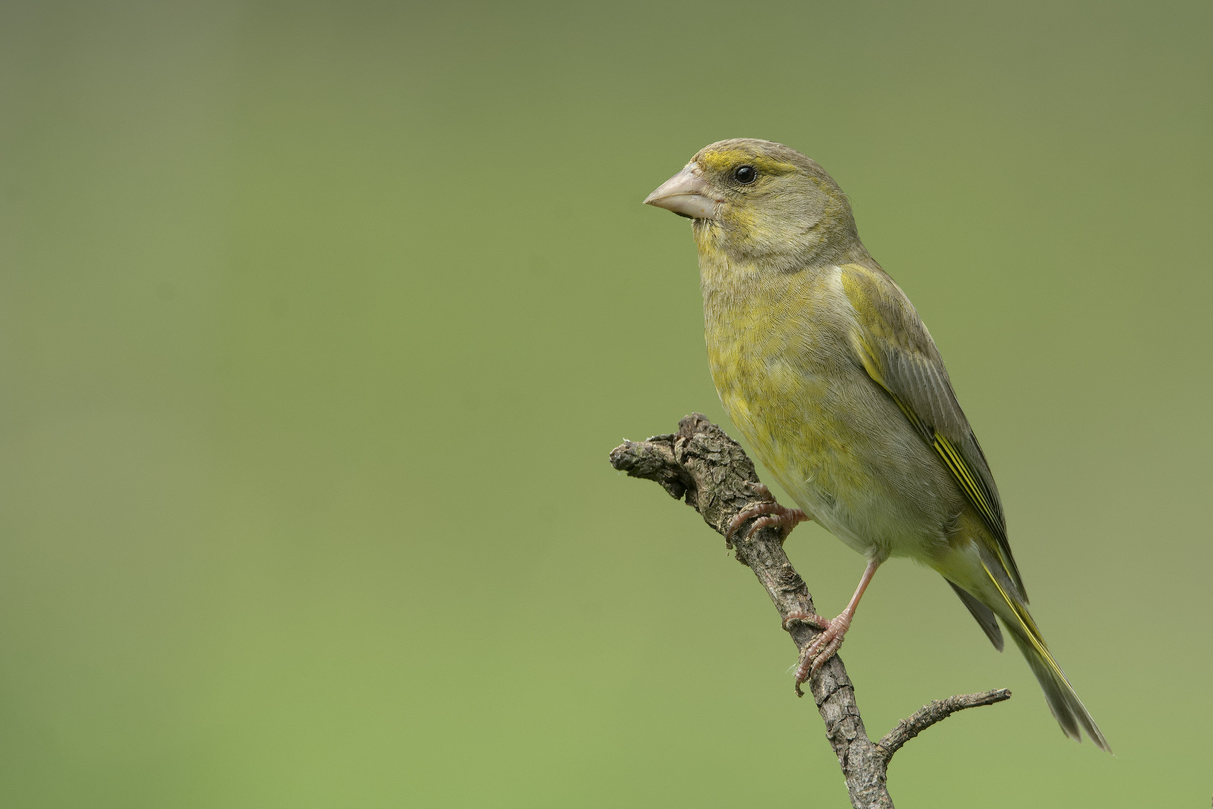 Female Greenfinch