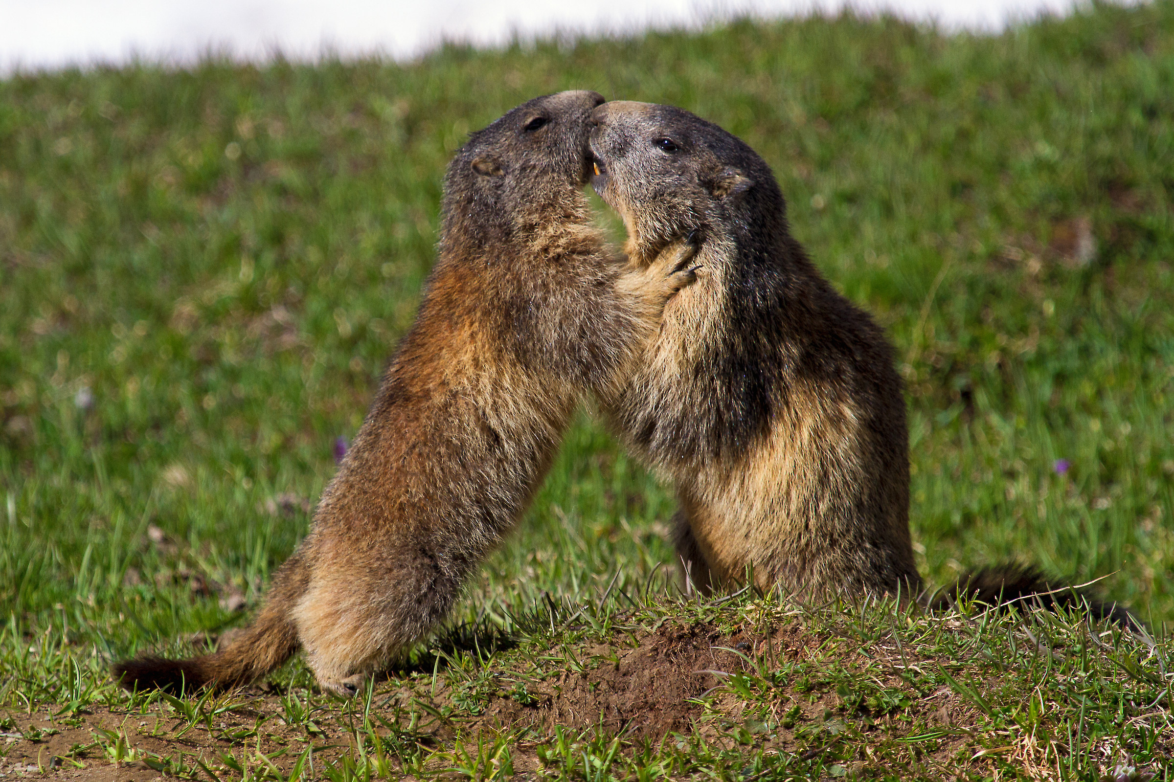 marmots