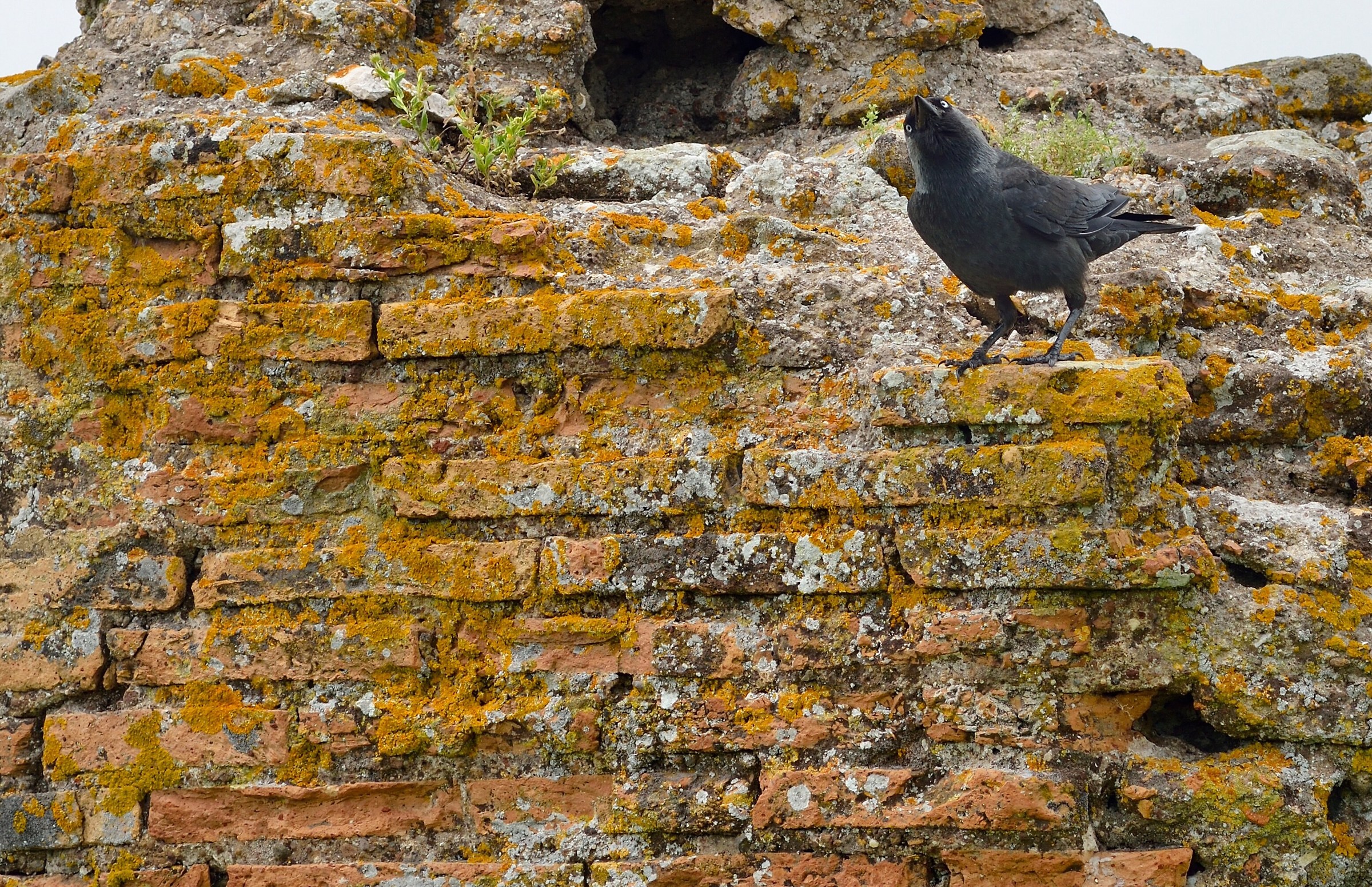 Taccola ambientata...