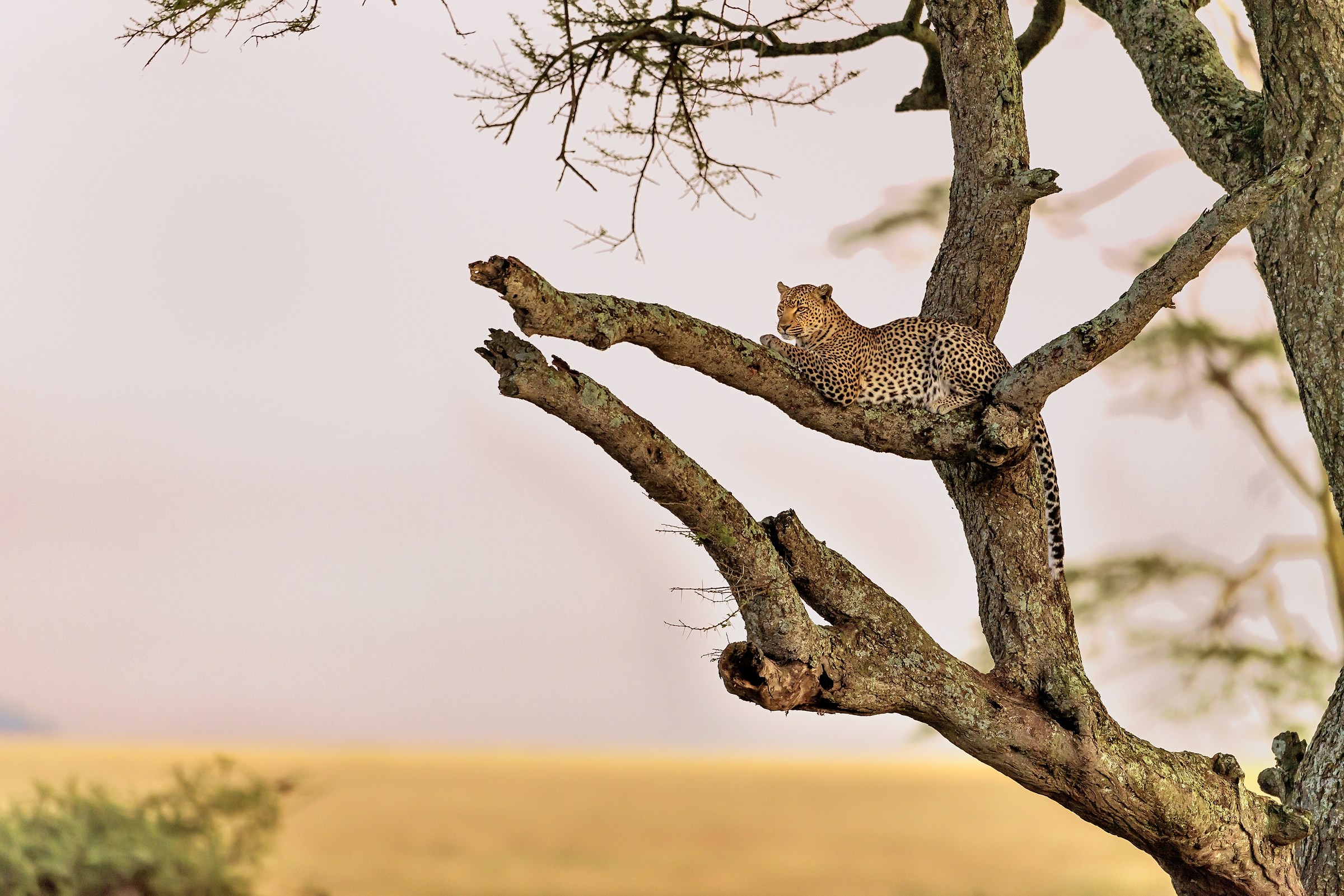 Tanzania 2016 - Sul ramo