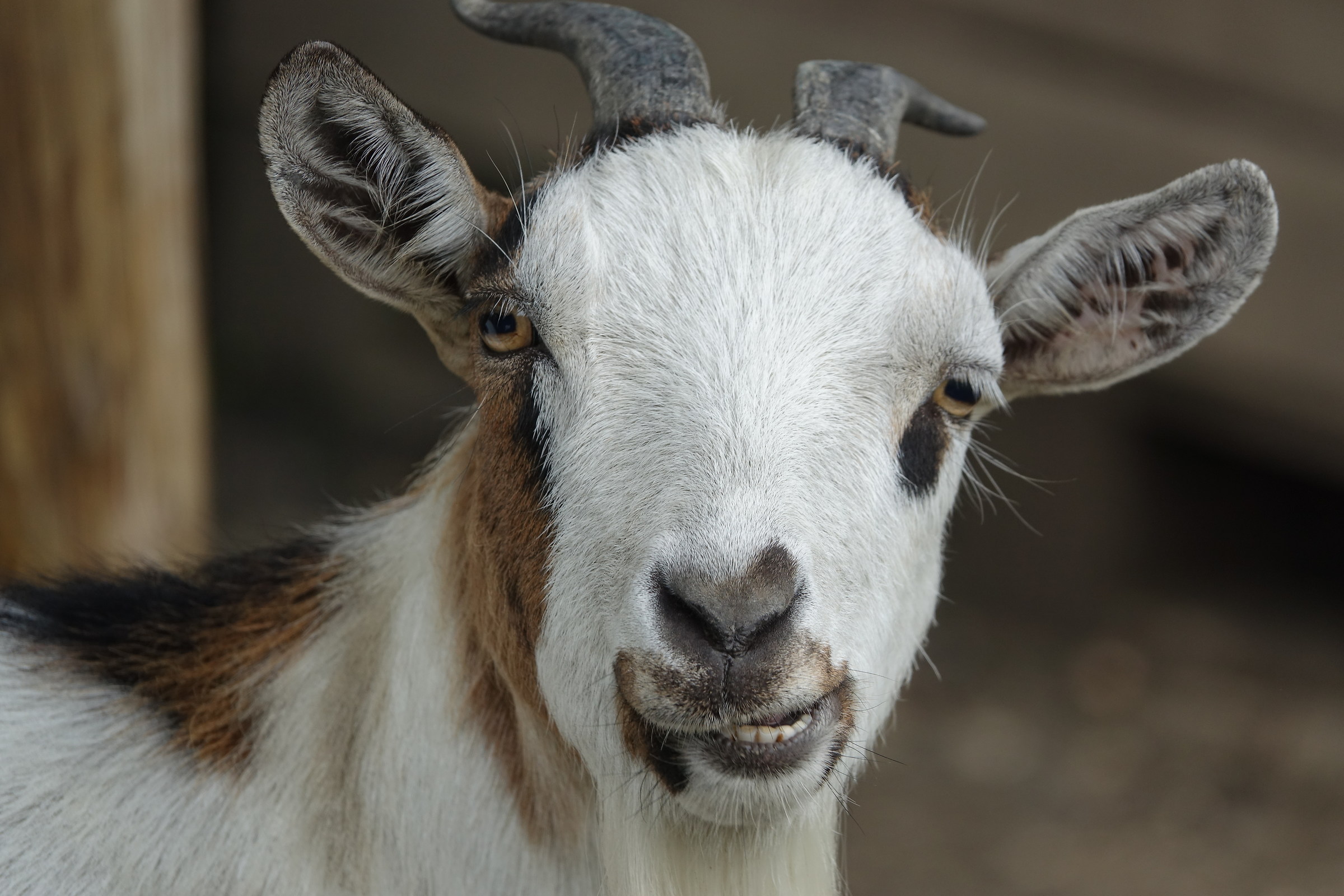 Smiling goat