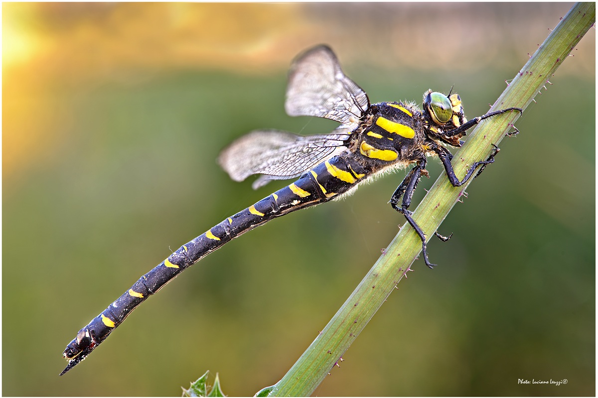 Cordulegaster-boltoni