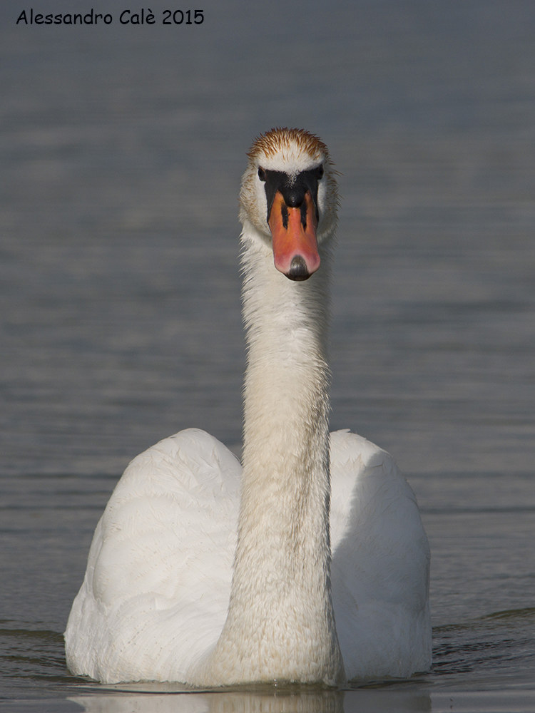 Cygnus olor (Cigno reale) 4490