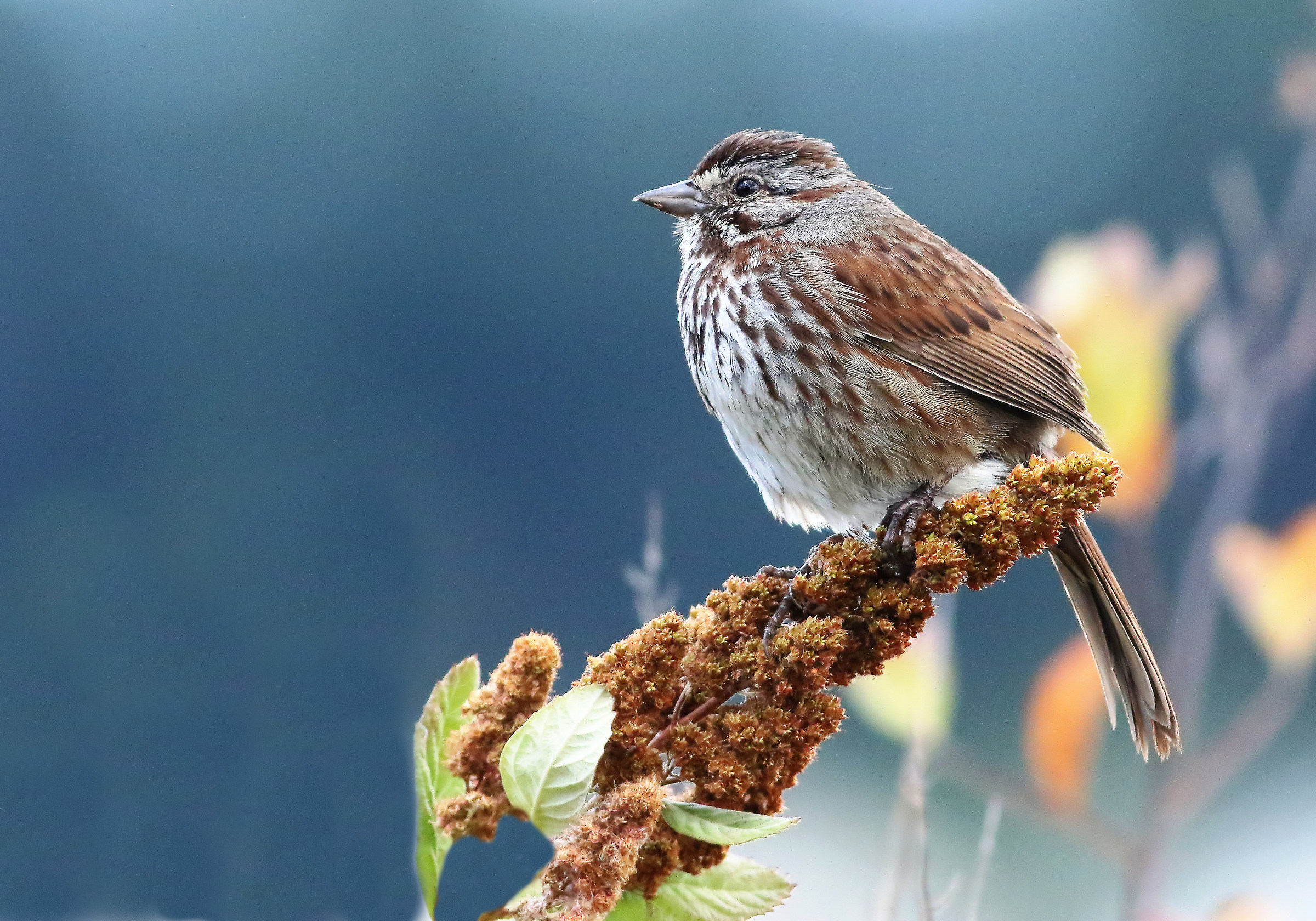 Silenzioso canto degli uccelli