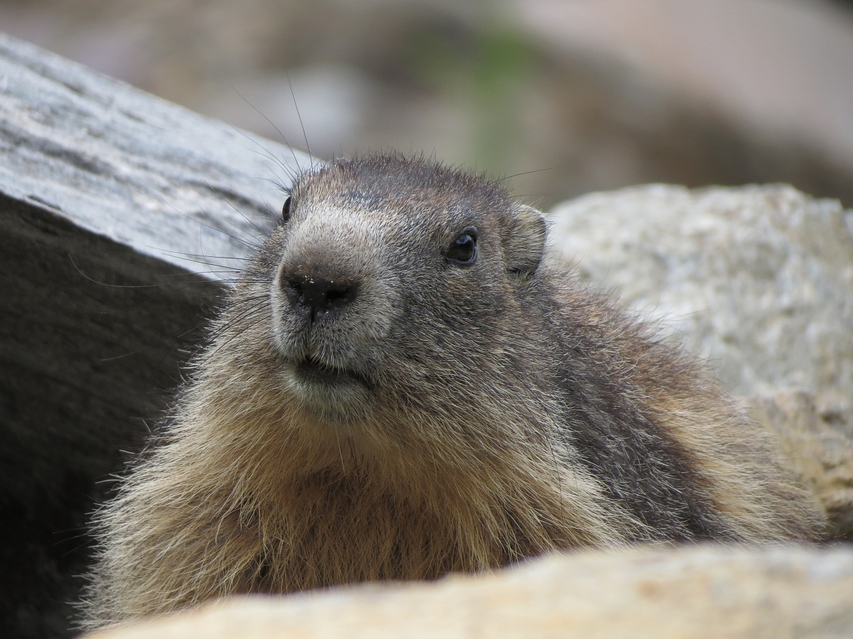 marmotta