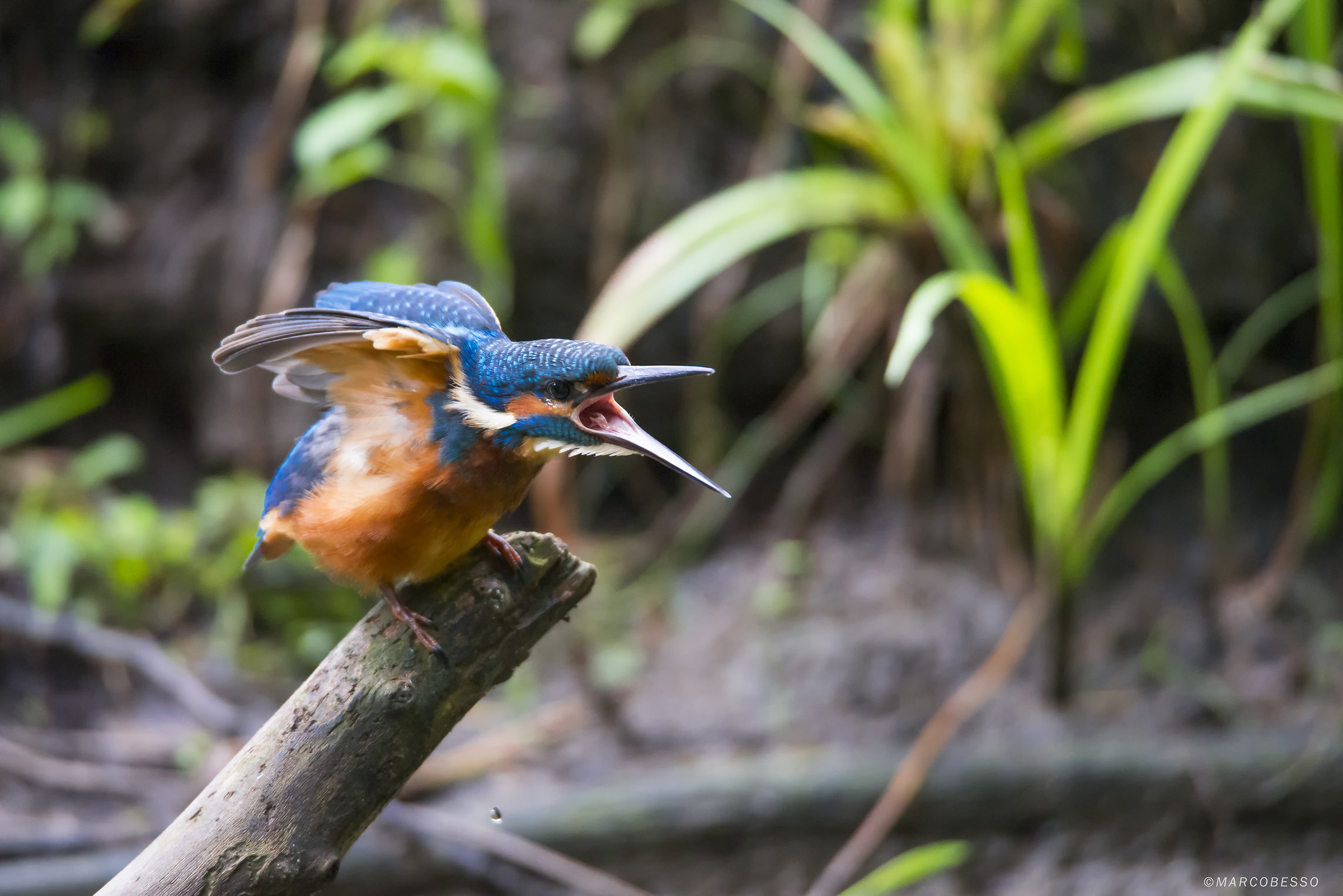 King Fisher