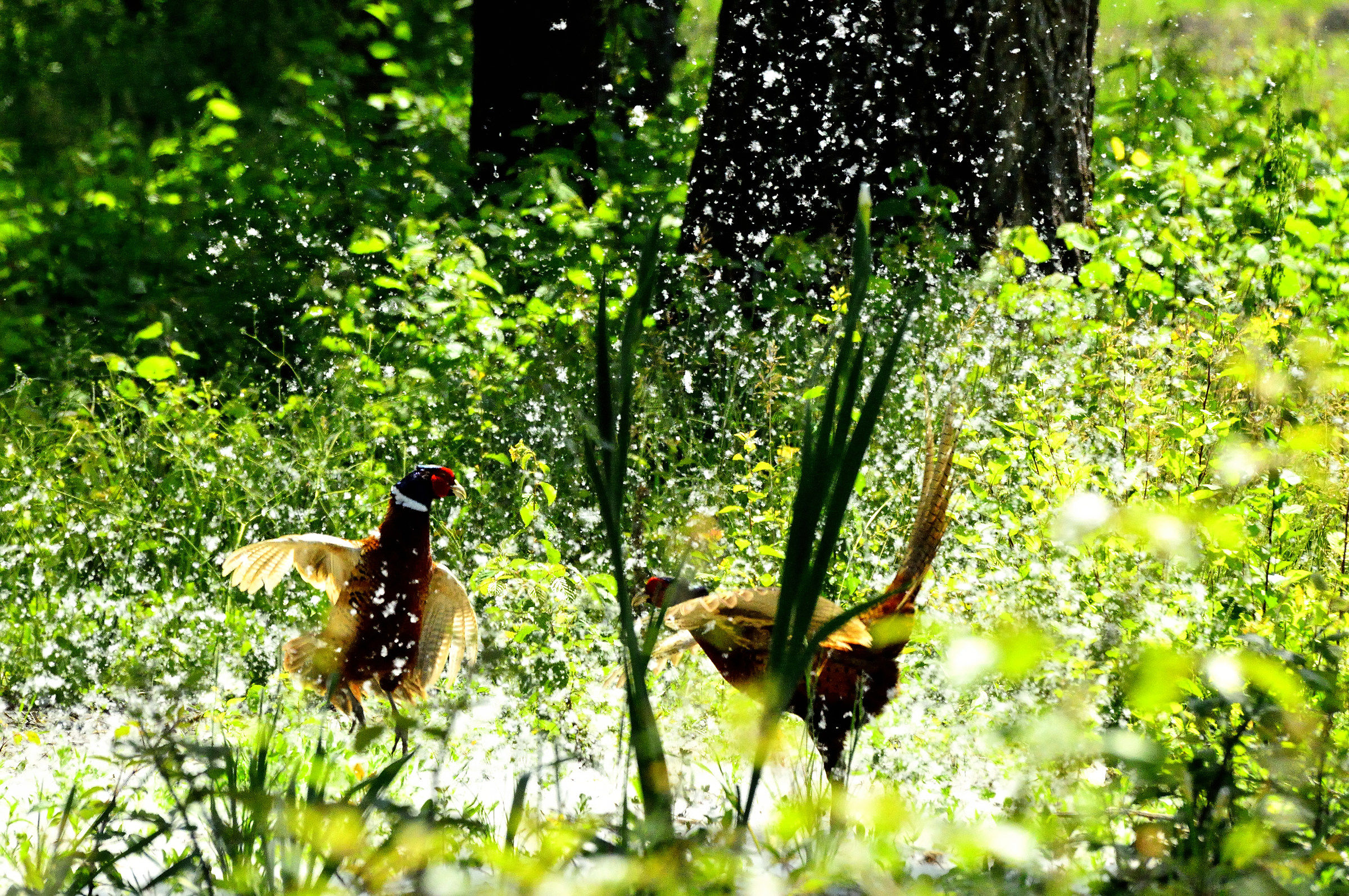 Skirmishes between pheasants in the poplar fluff