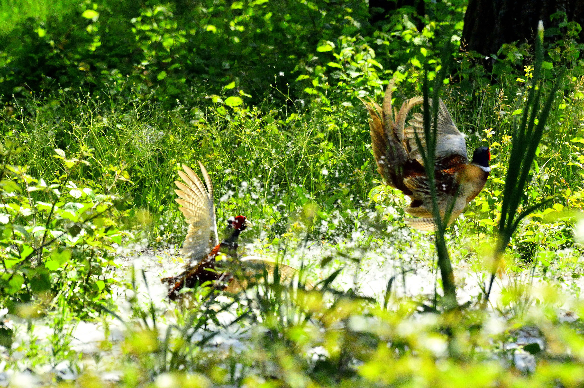 Pheasants and poplar fluff