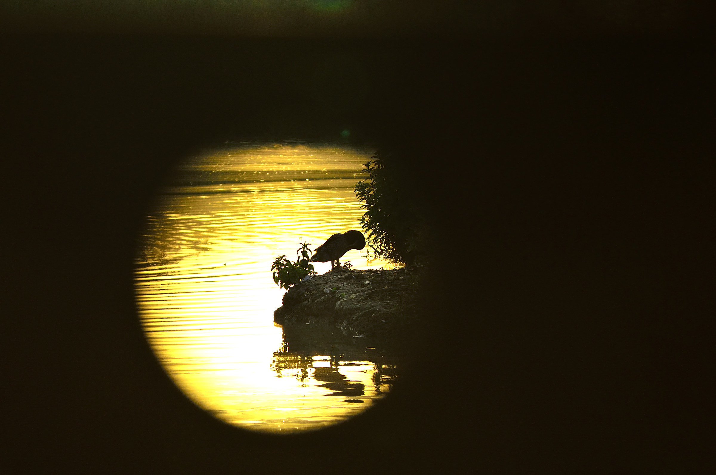 Silhouette of the shed