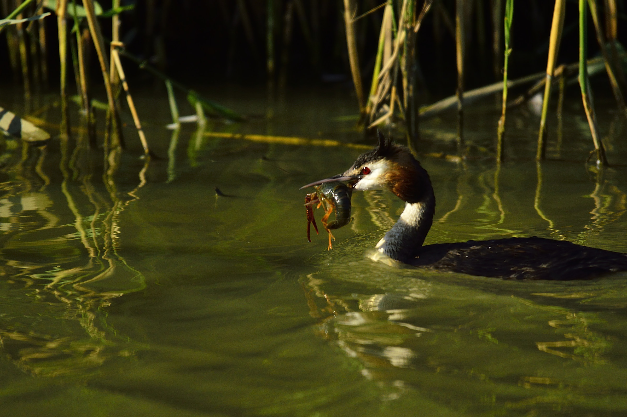 Grebe and shrimp ...