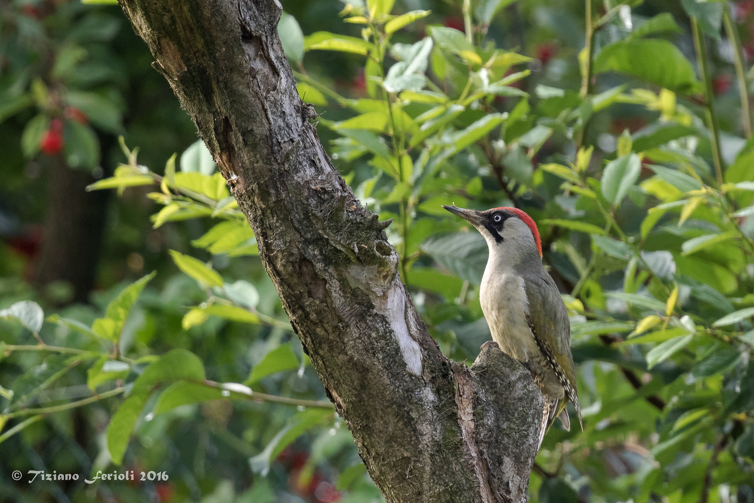 2 Green Woodpecker