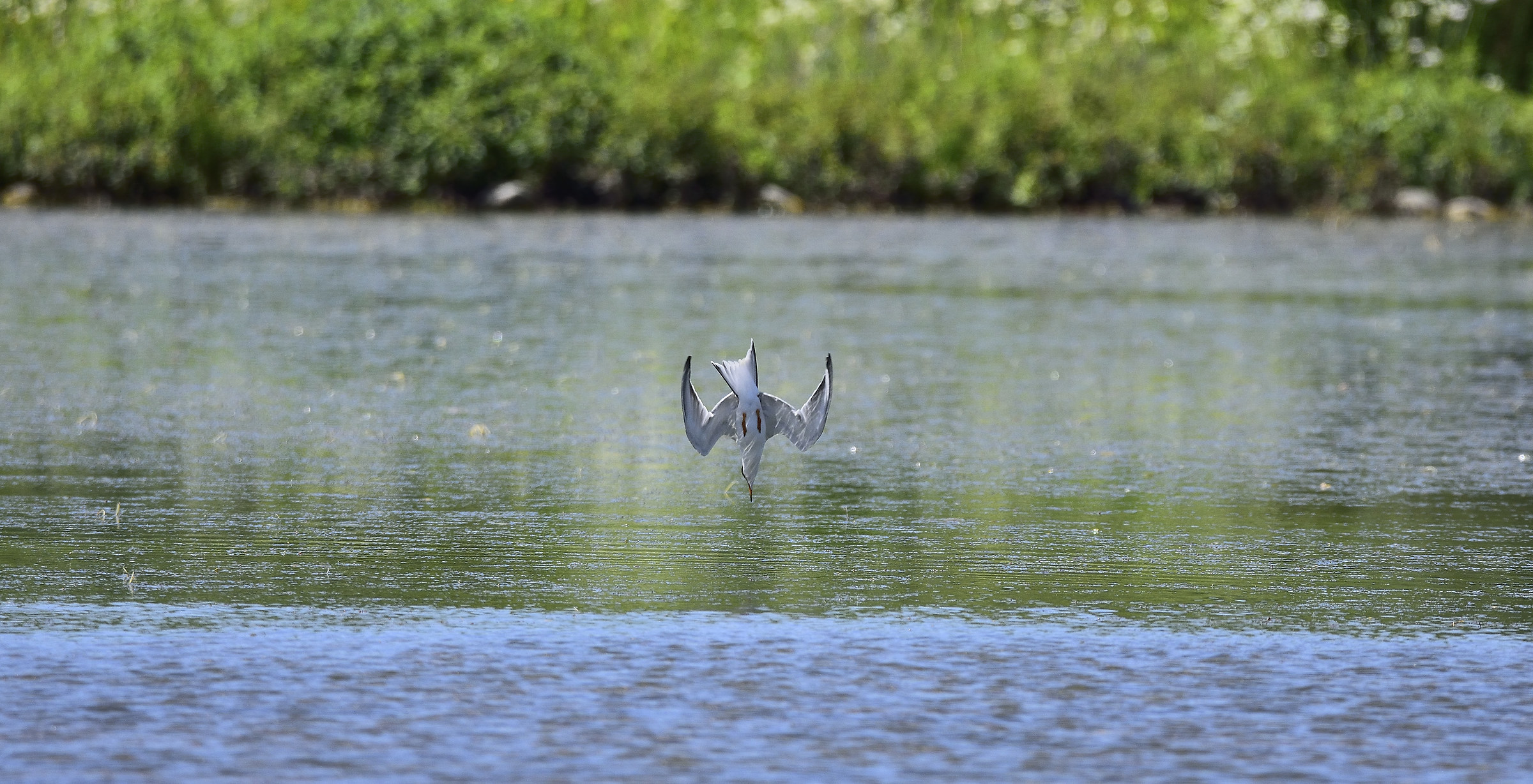 tern swooping