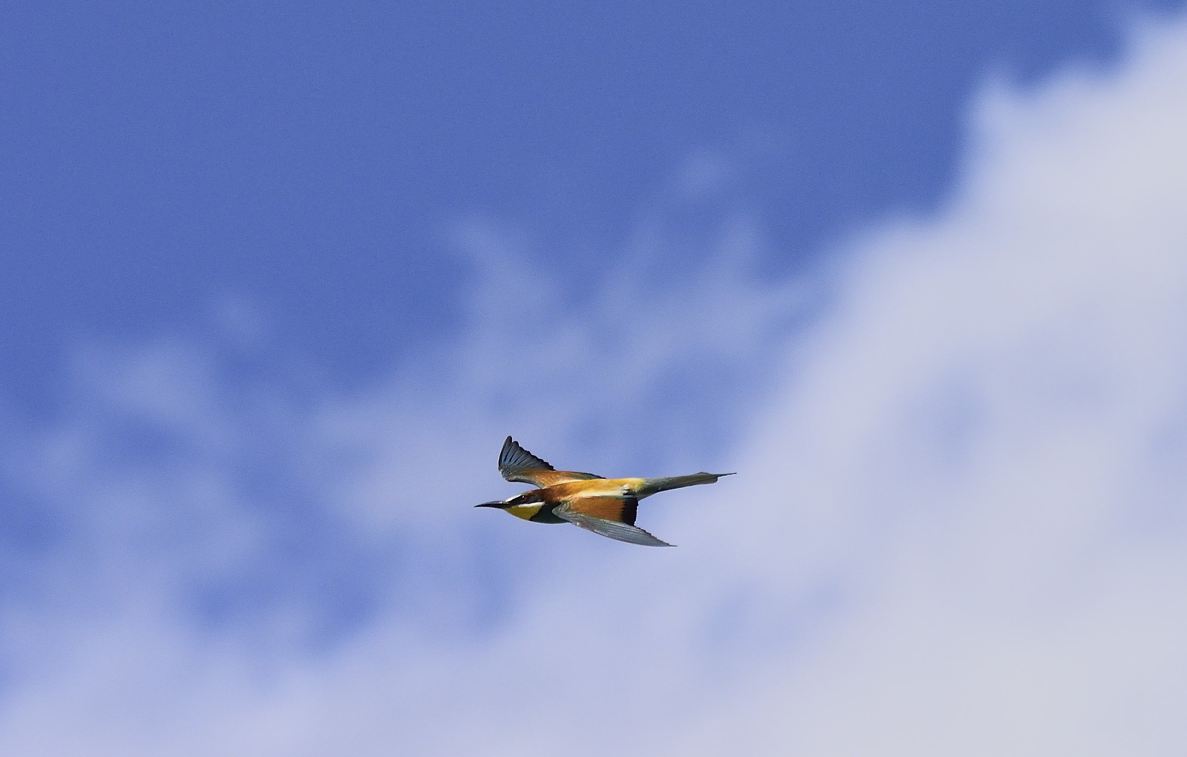 gruccione cropped in flight