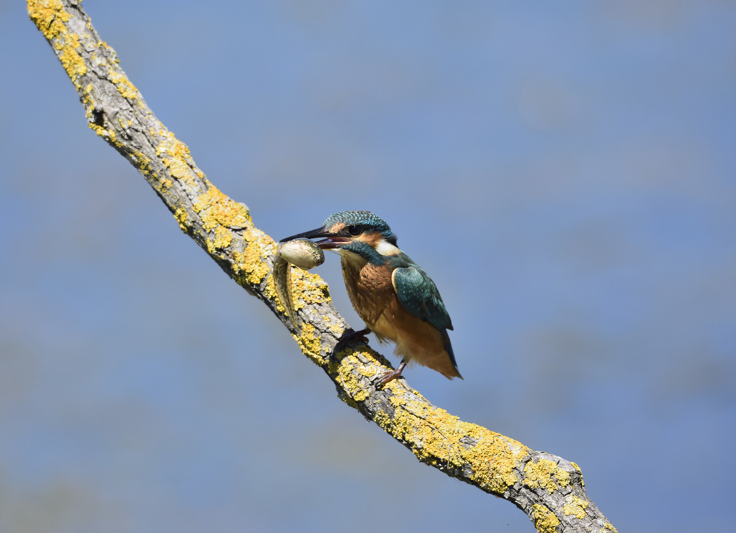 Martino with tadpole