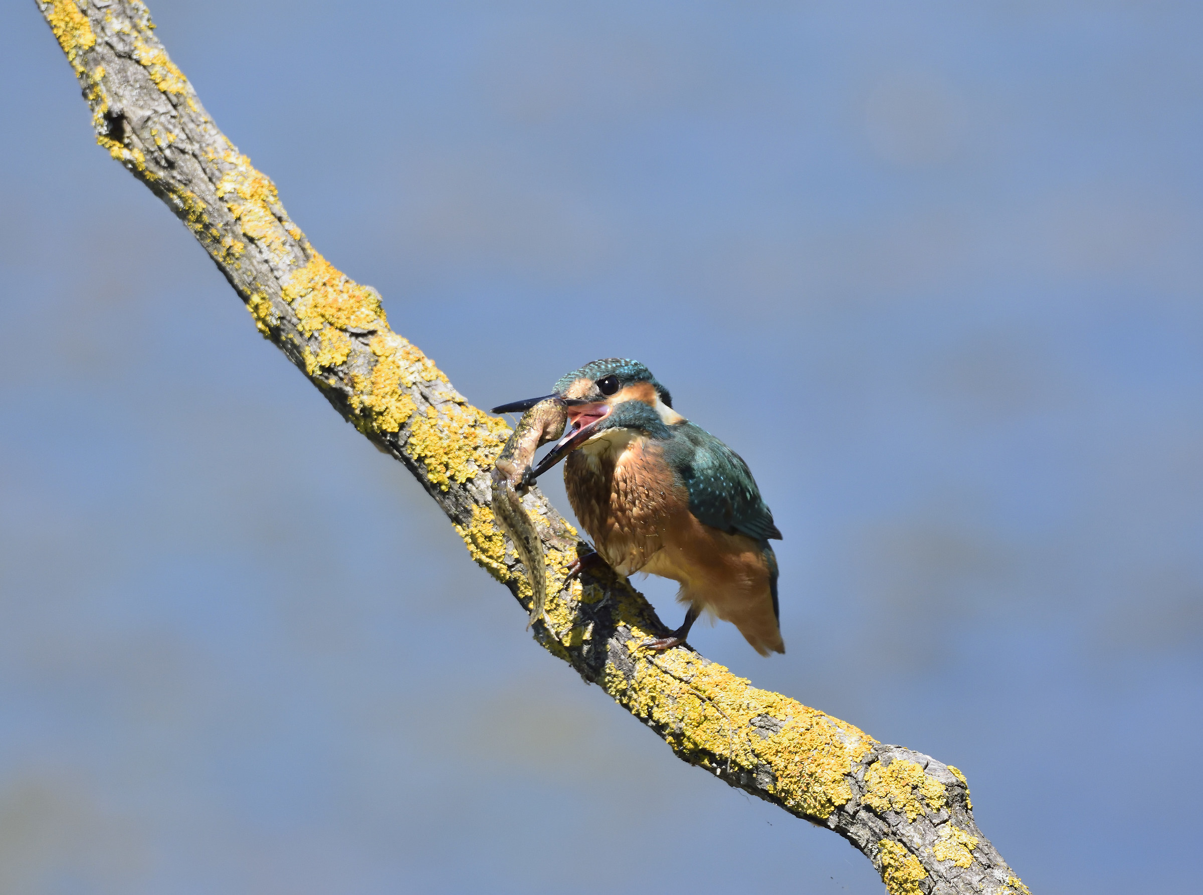 Martino with tadpole .... ahm ...