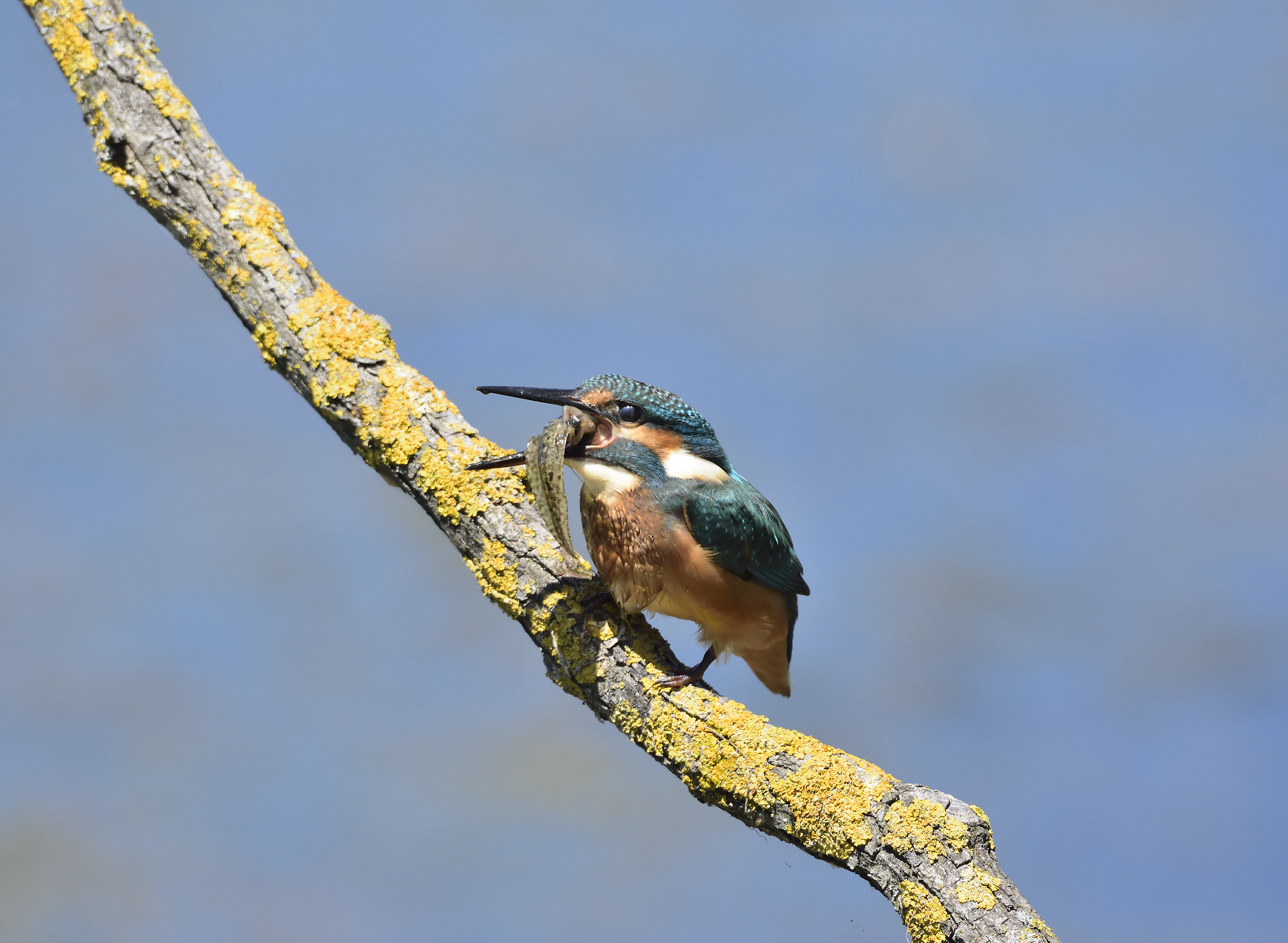 Martino with tadpole ... ahm ...